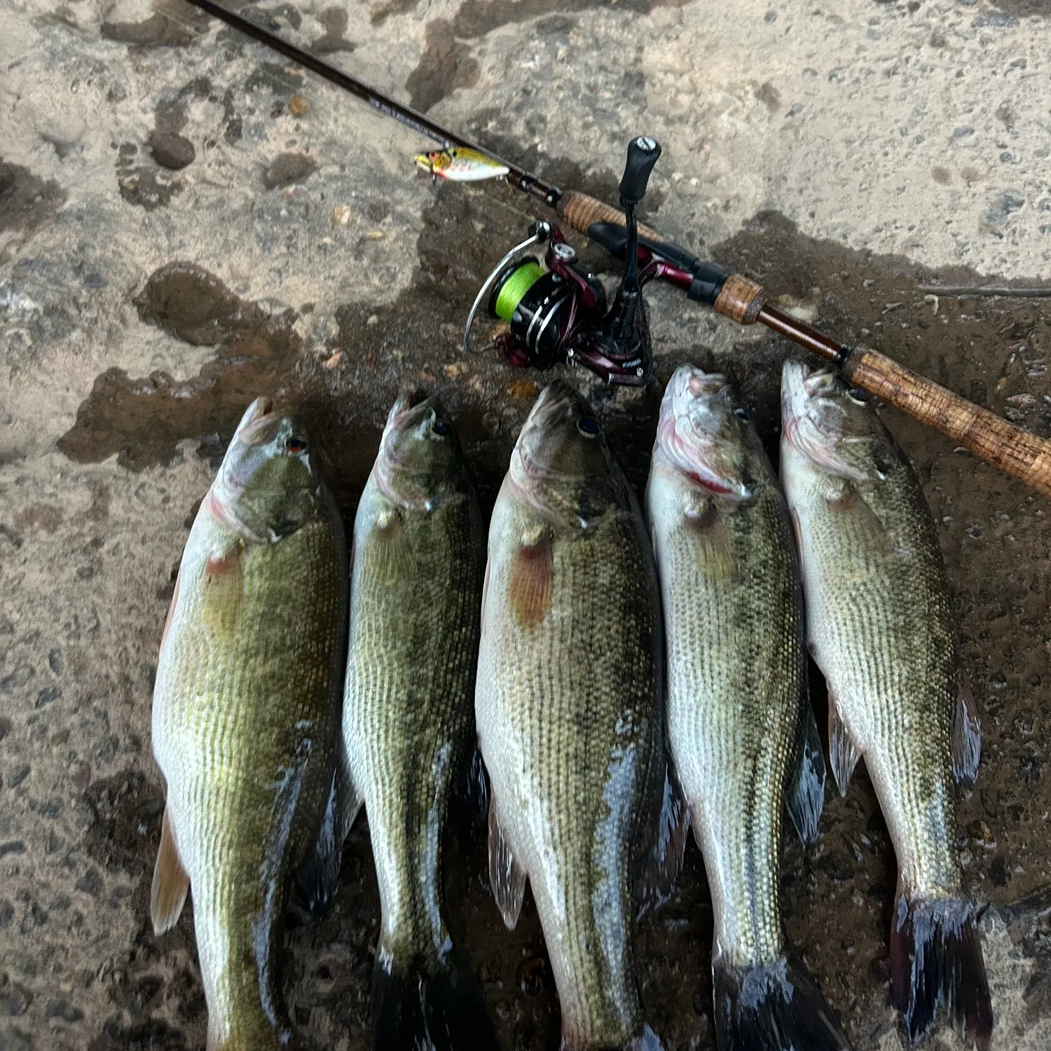 recently logged catches