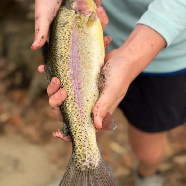 Rainbow trout caught on Fishbrain