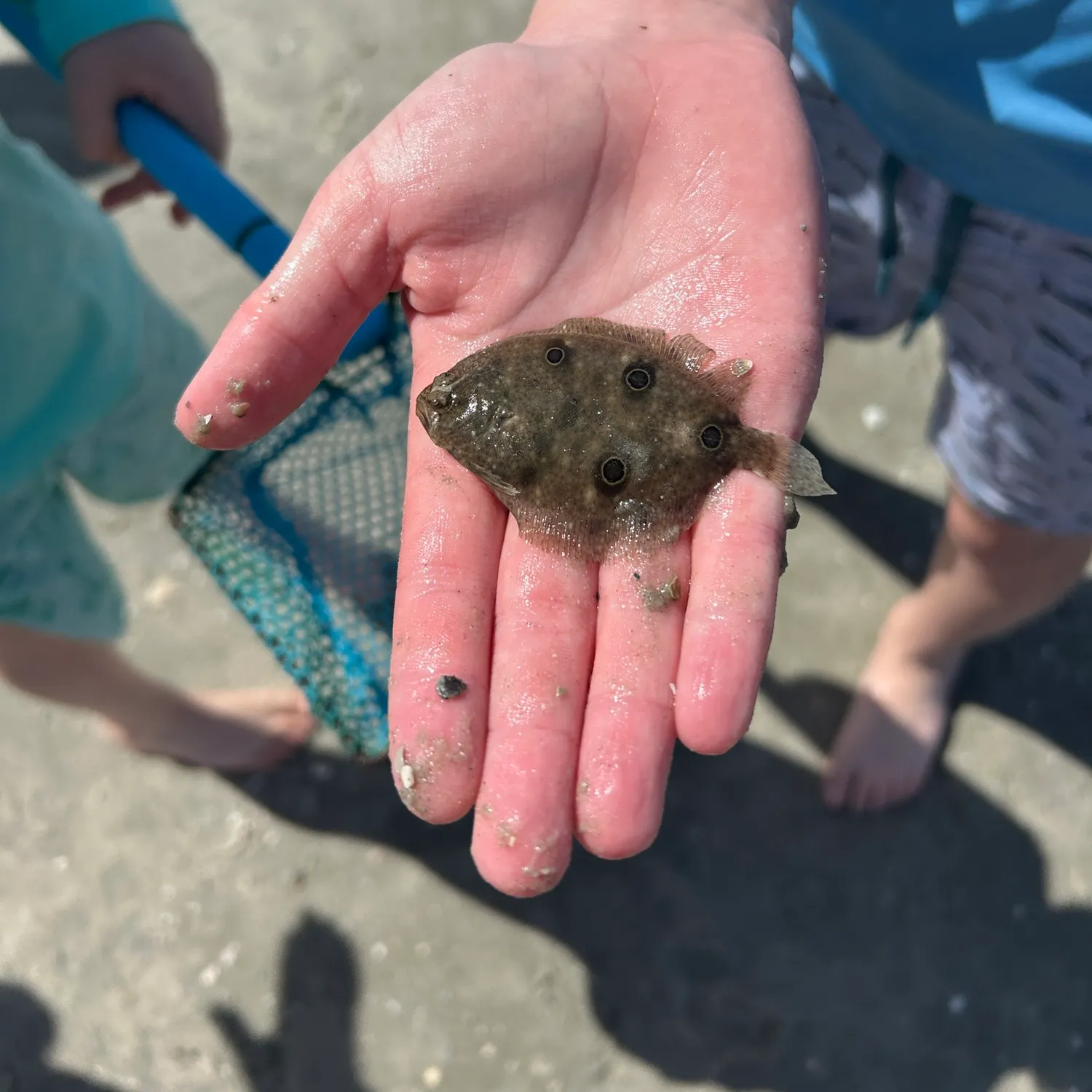 The most recent Fourspot flounder catches on Fishbrain