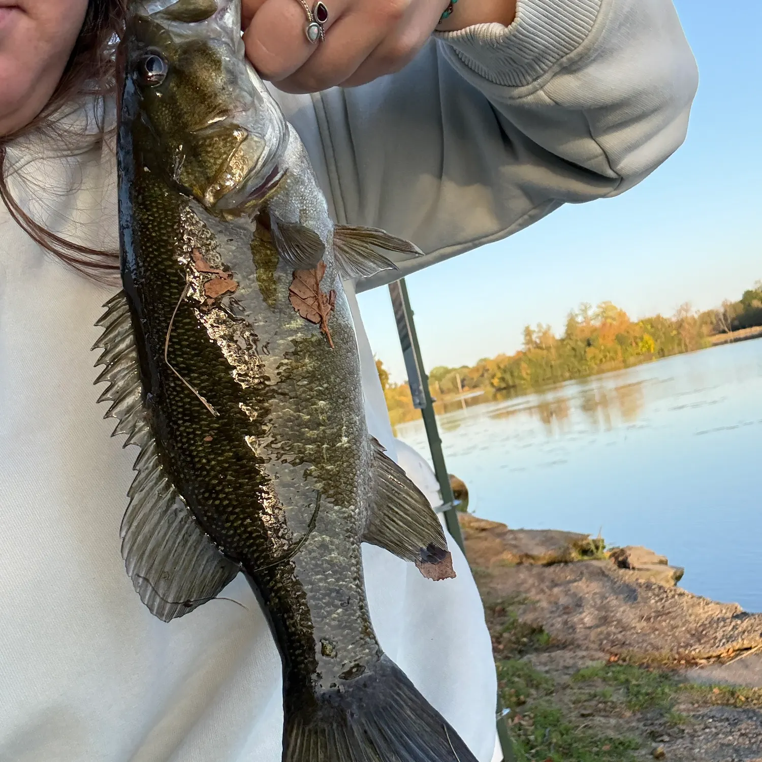 Smallmouth bass caught on Fishbrain