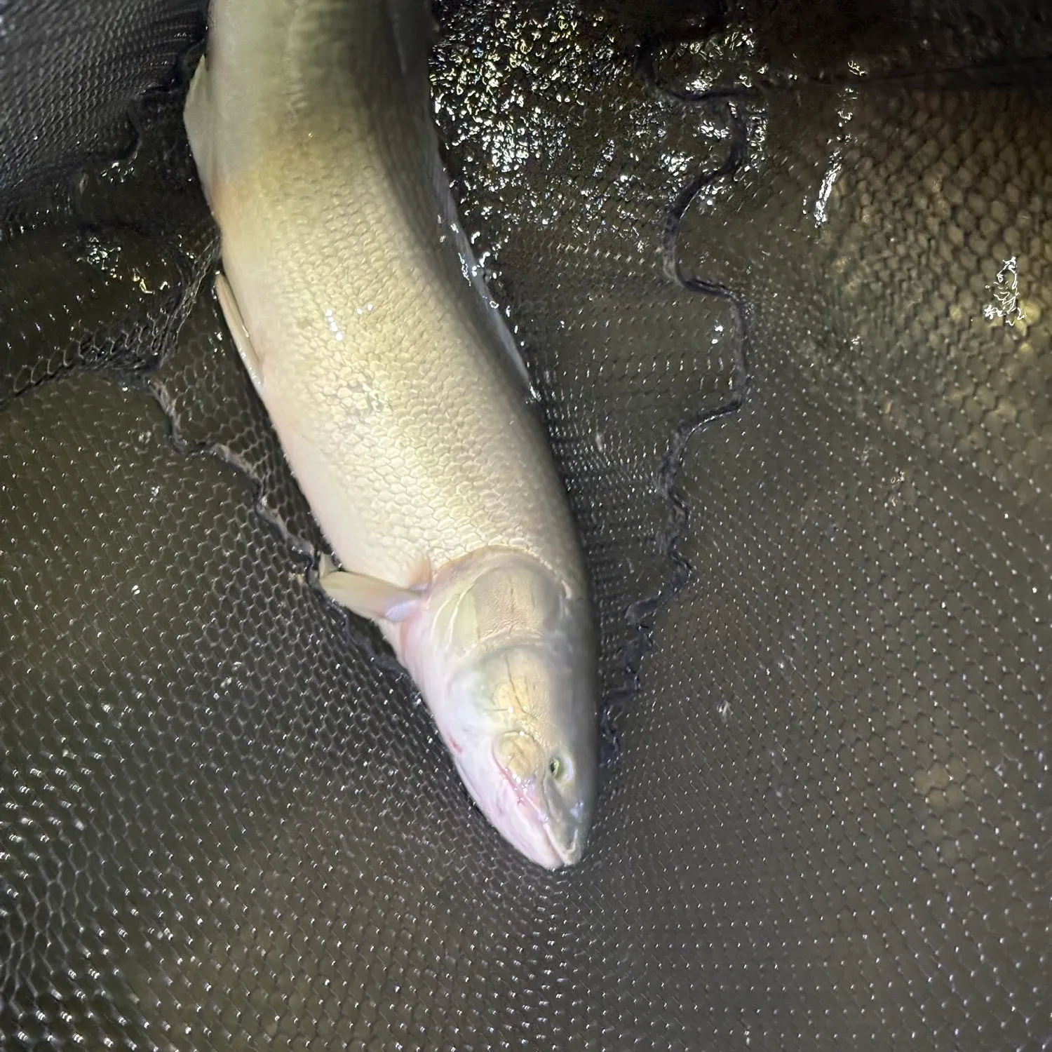 Eyetail bowfin caught on Fishbrain
