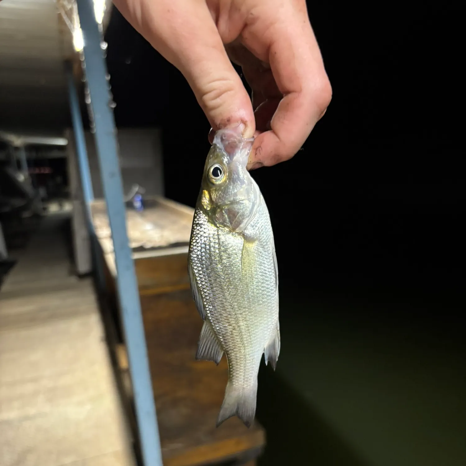 White perch caught on Fishbrain