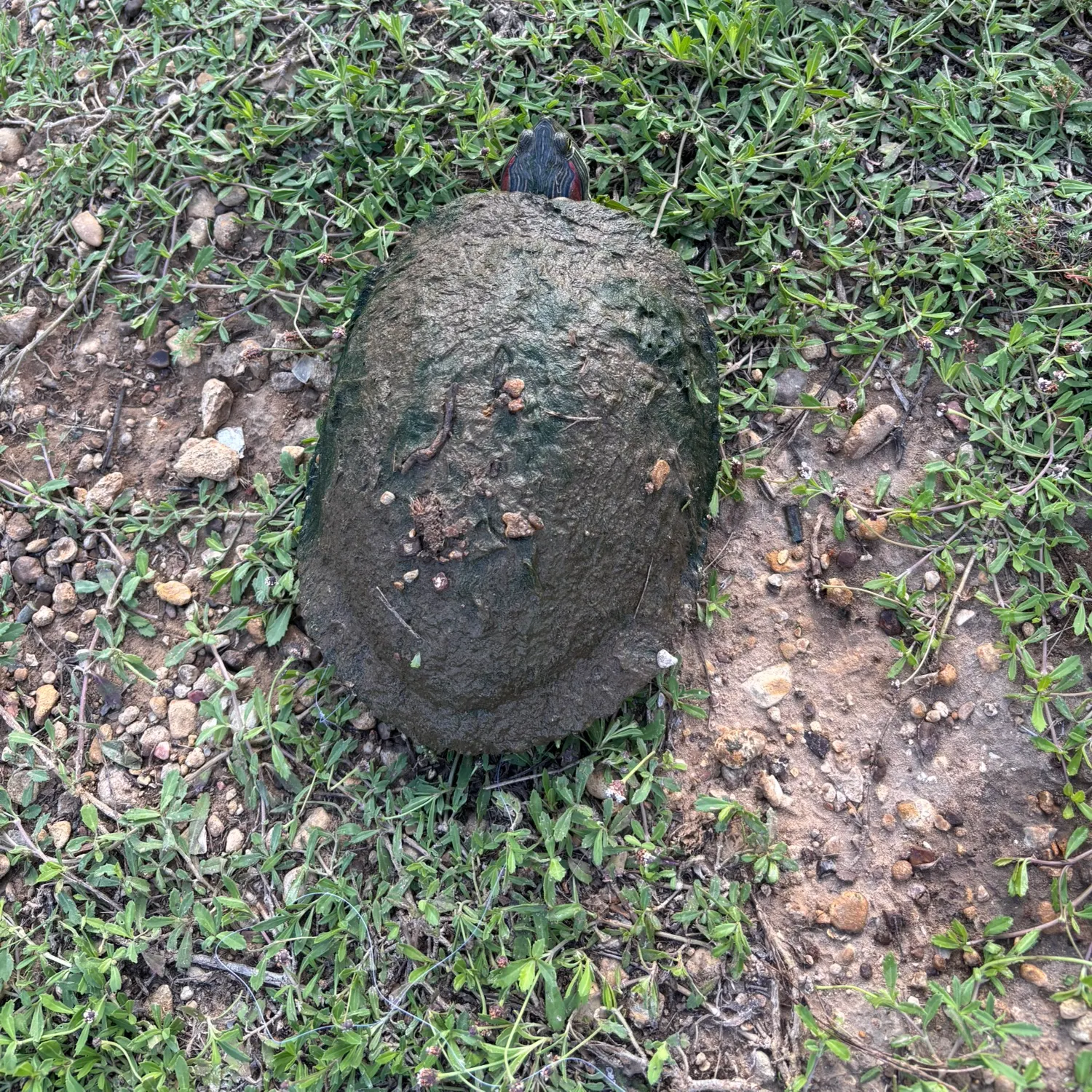 The most recent Common snapping turtle catches on Fishbrain