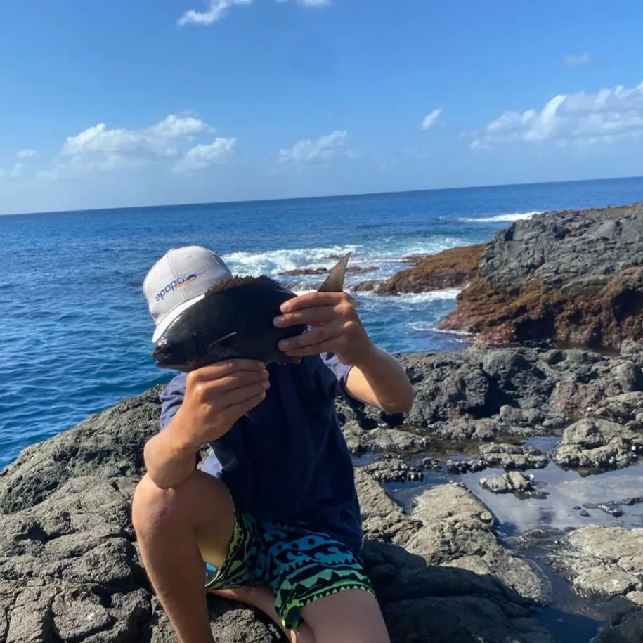 The most recent Blue drummer catches on Fishbrain