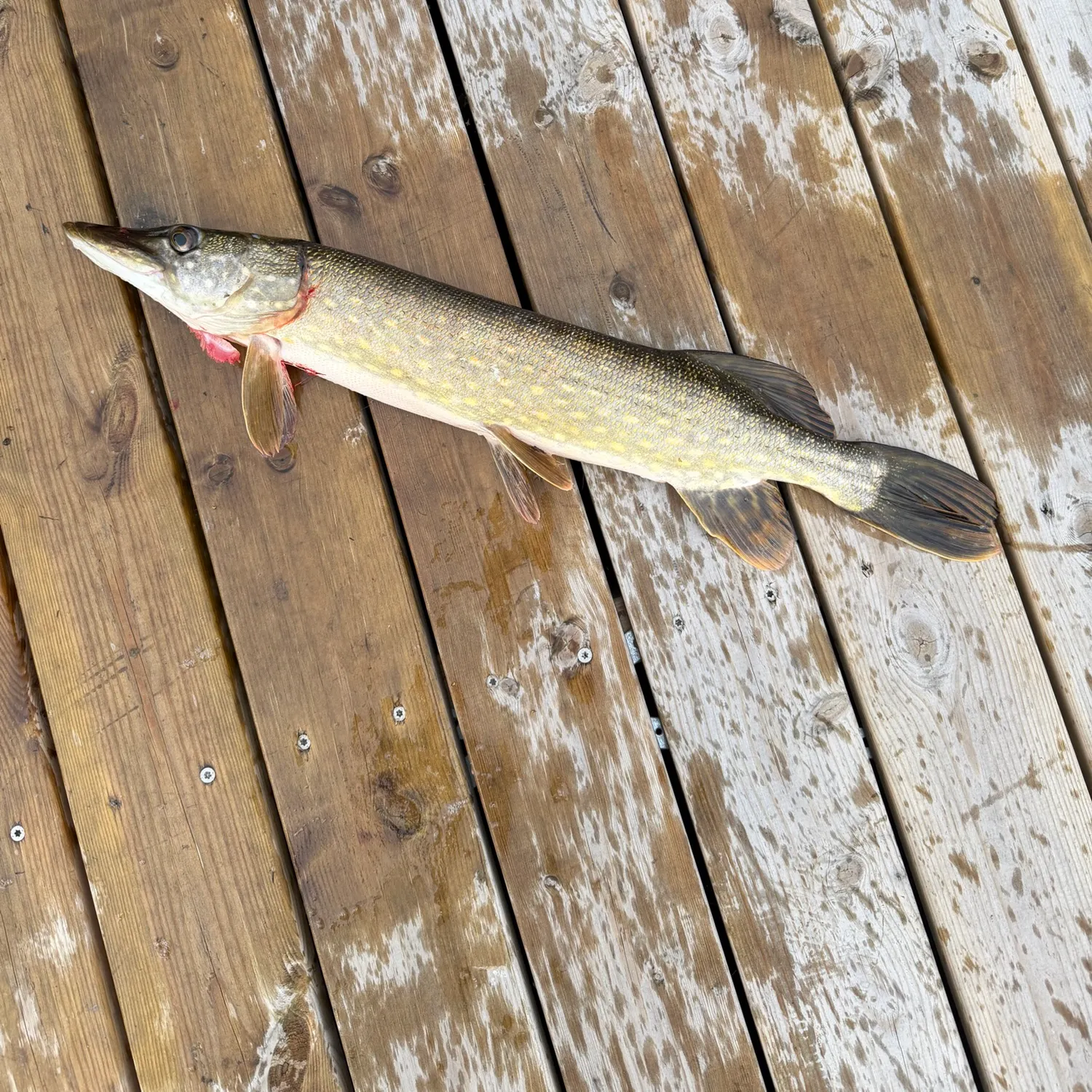 The most recent Northern pike catches on Fishbrain