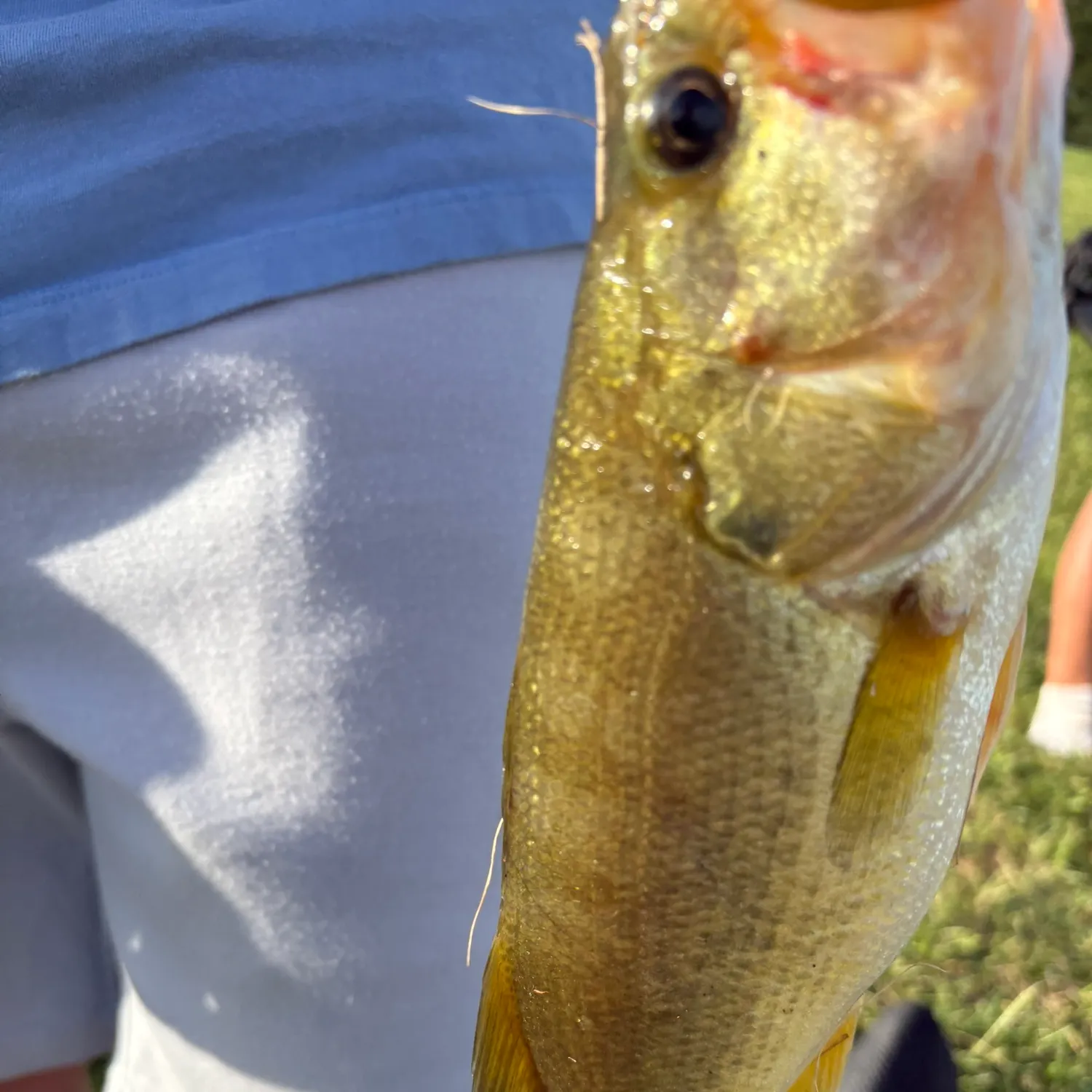 Smallmouth bass caught on Fishbrain