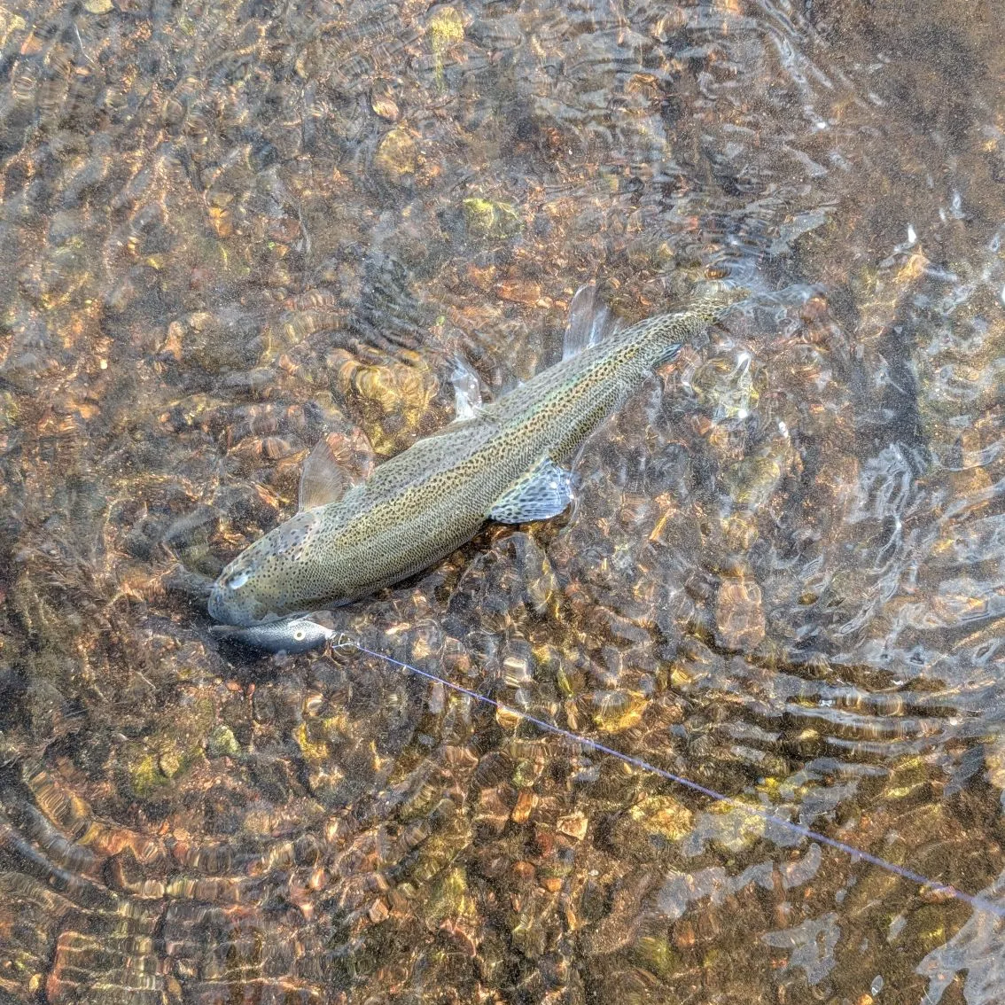 Rainbow trout caught on Fishbrain