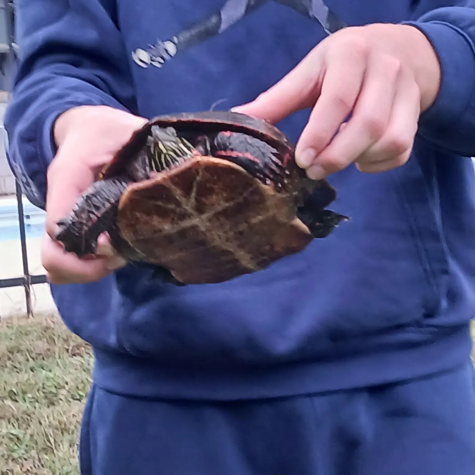 The most recent Pond slider turtle catches on Fishbrain