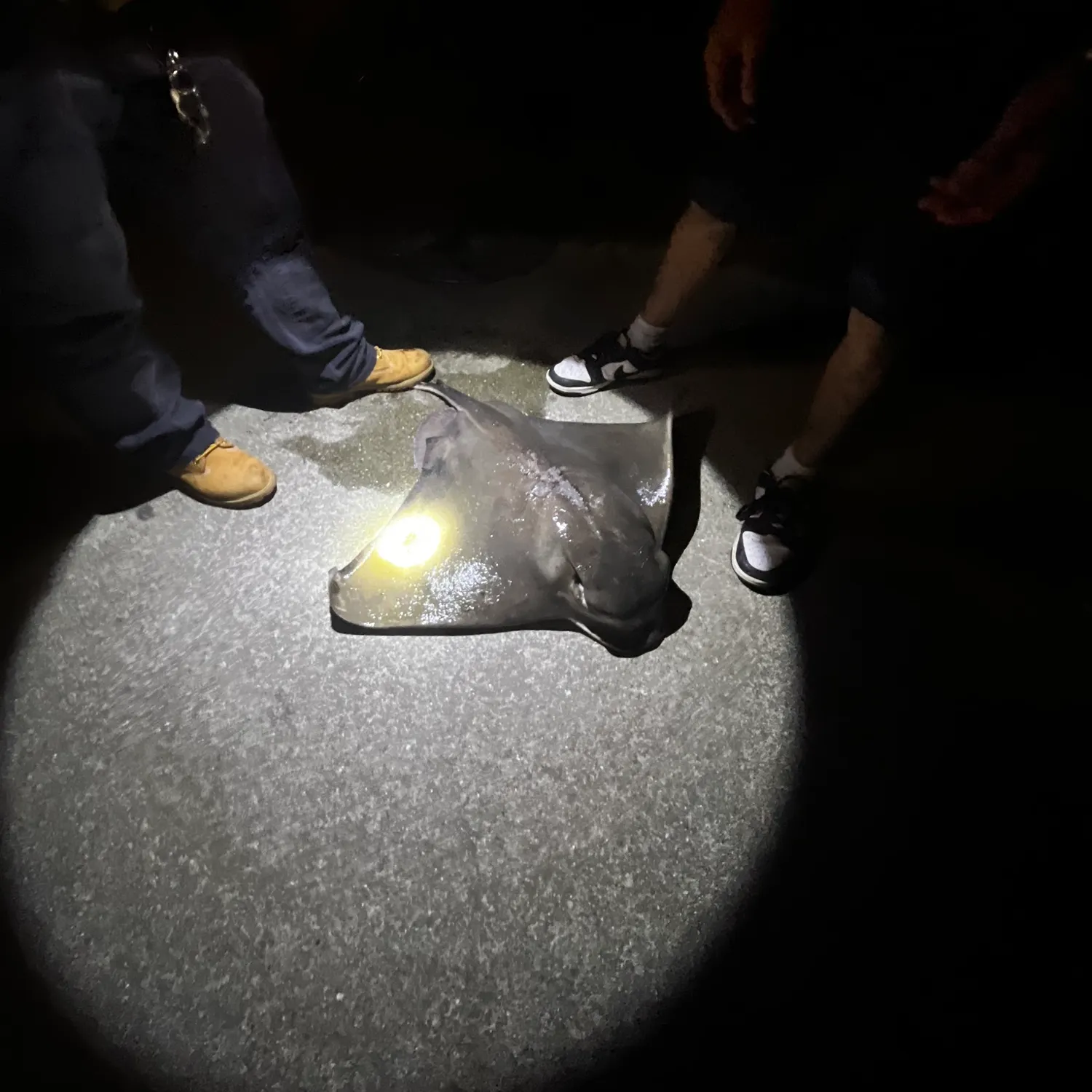 Bat eagle ray caught on Fishbrain