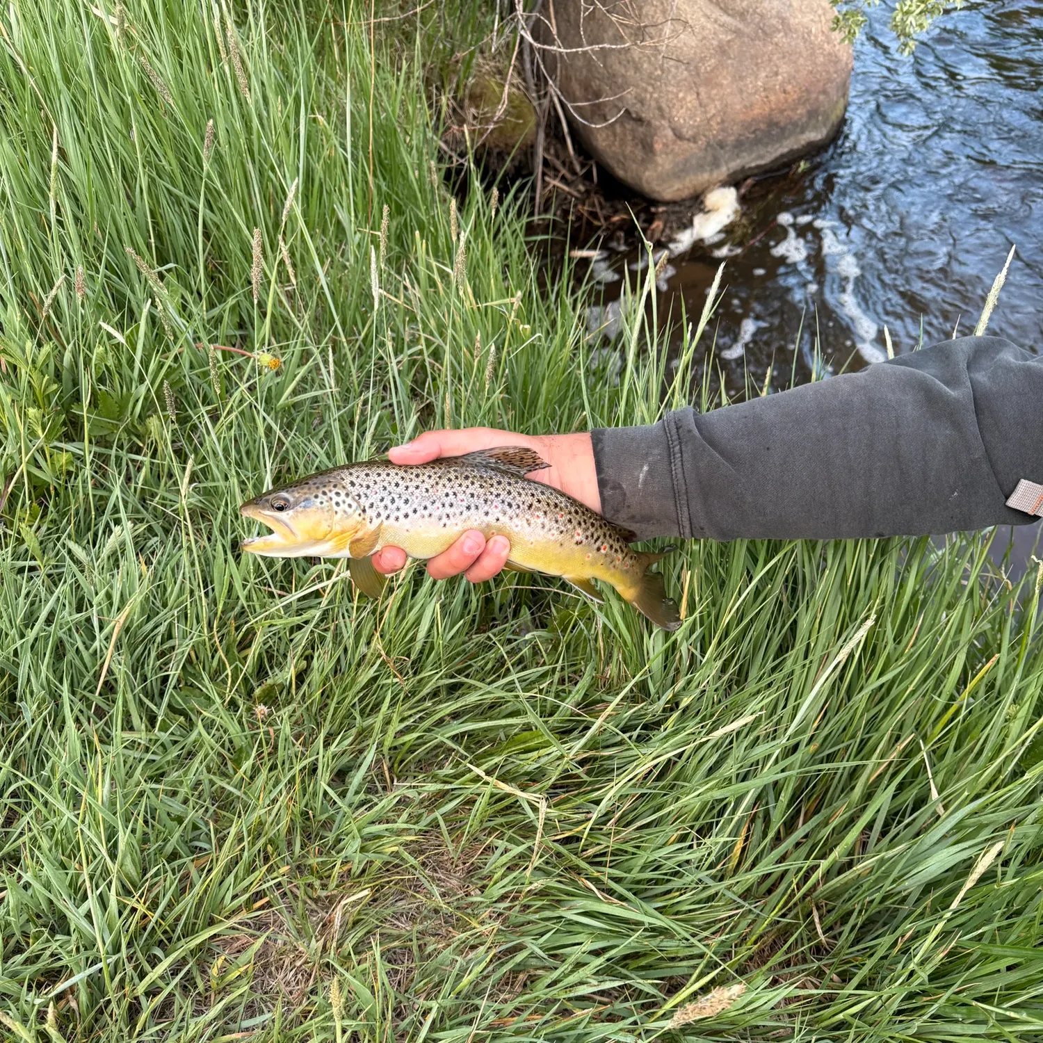 The most recent Brown trout catches on Fishbrain