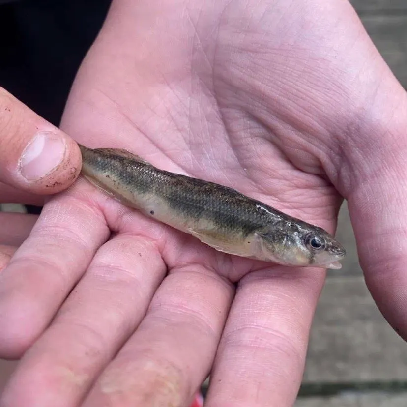 The most recent Blackside darter catches on Fishbrain