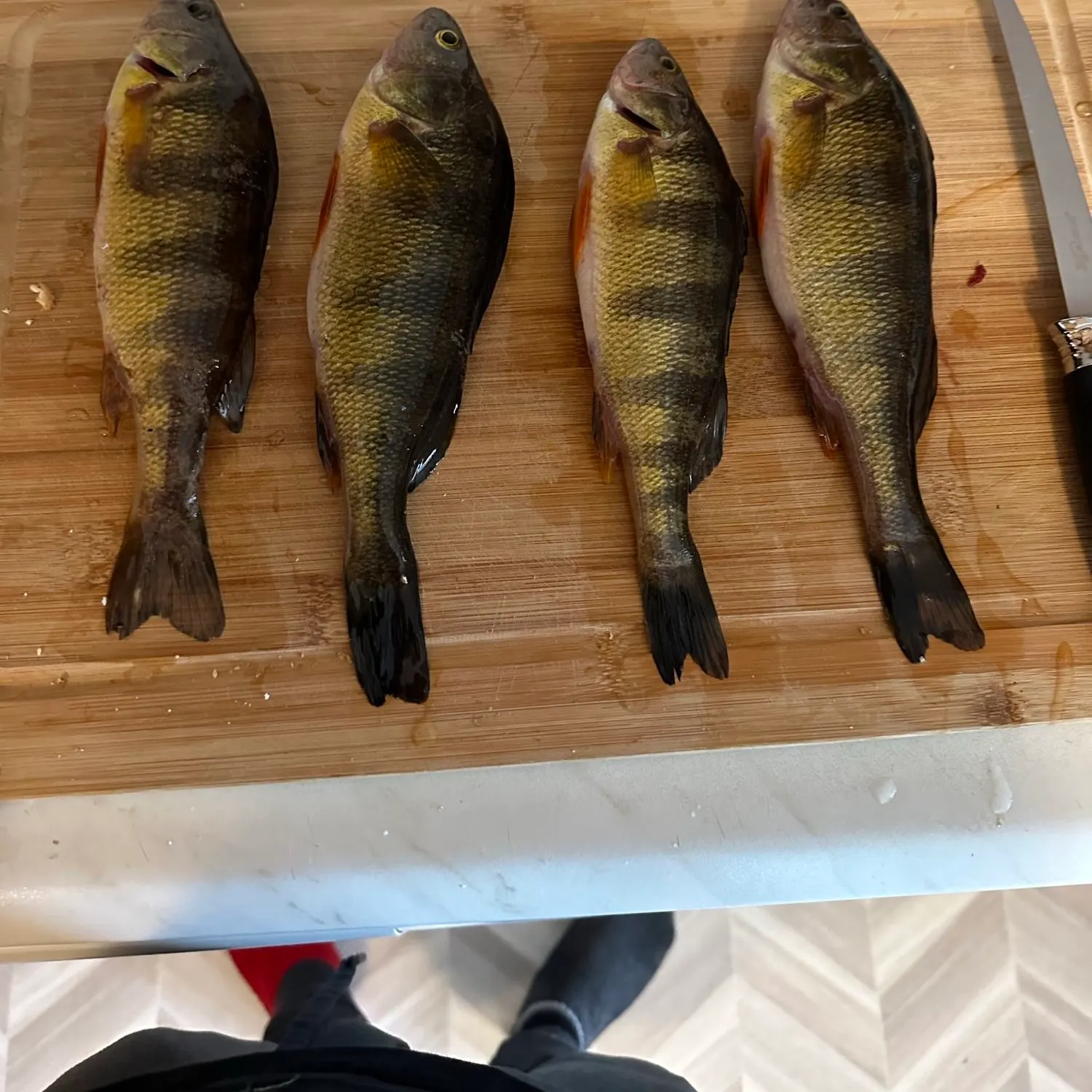 recently logged catches