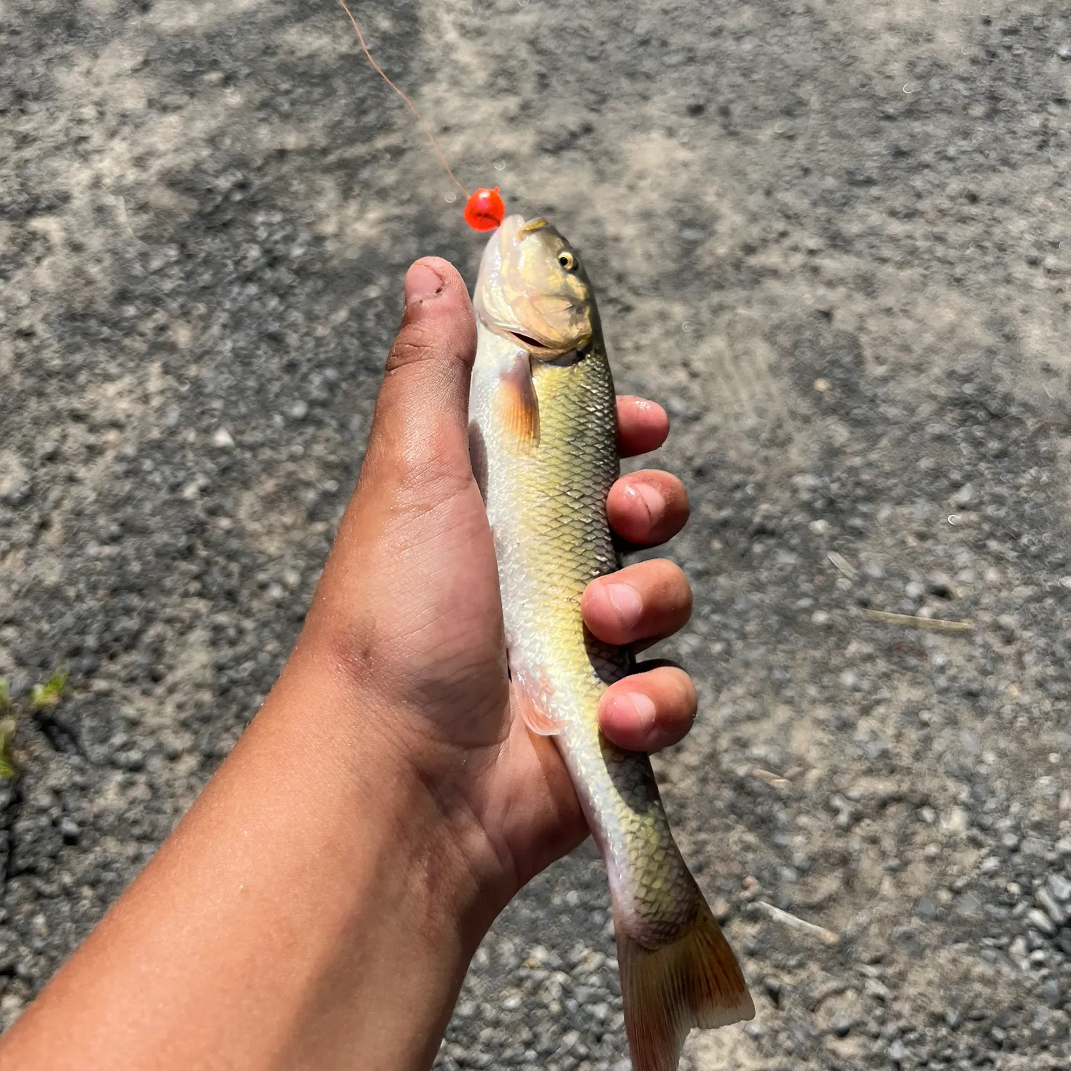 Hornyhead chub caught on Fishbrain