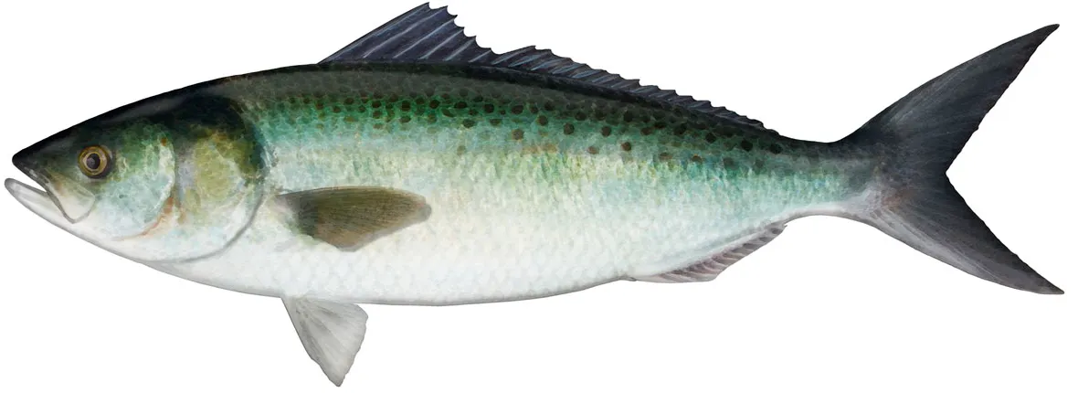 Western Australian salmon