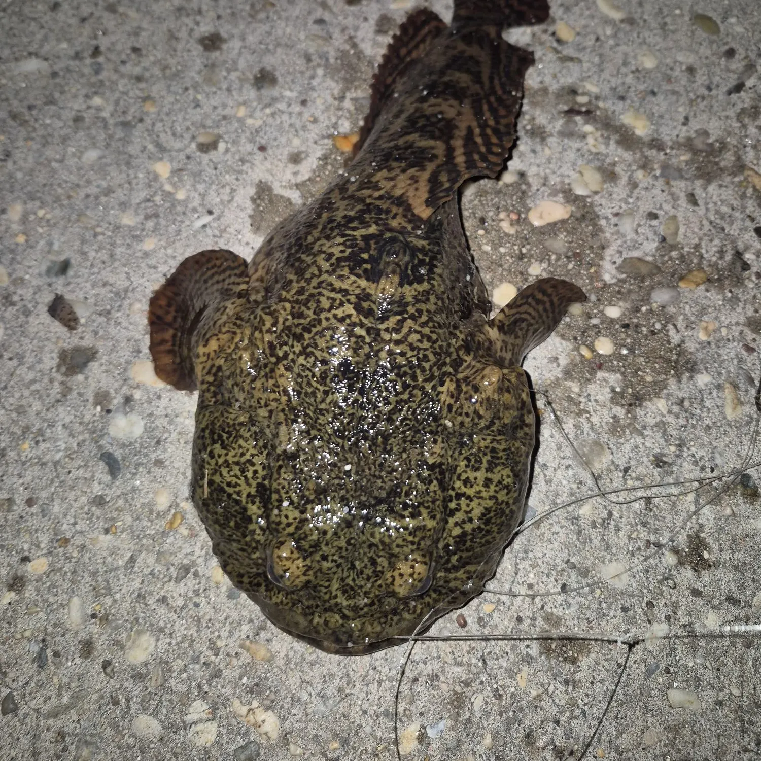 Oyster toadfish caught on Fishbrain