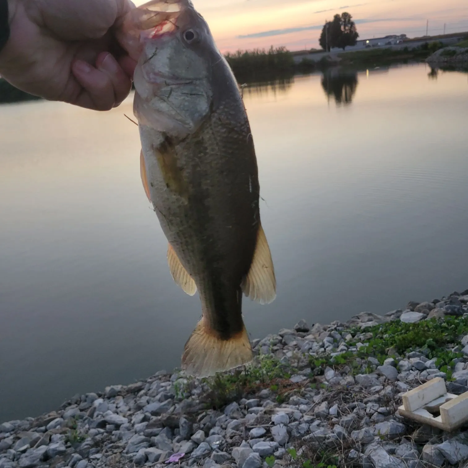 Largemouth bass caught on Fishbrain