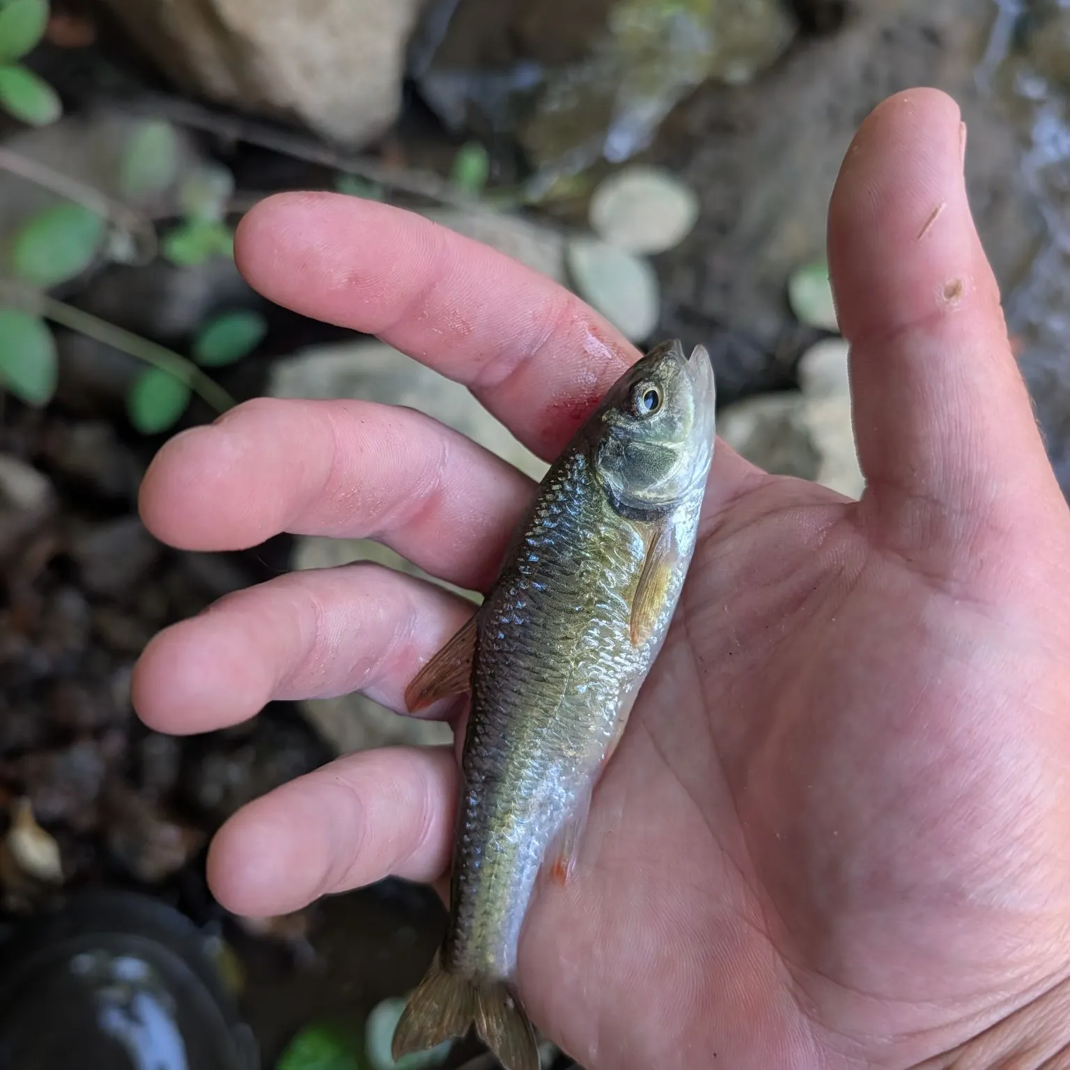 Common shiner caught on Fishbrain