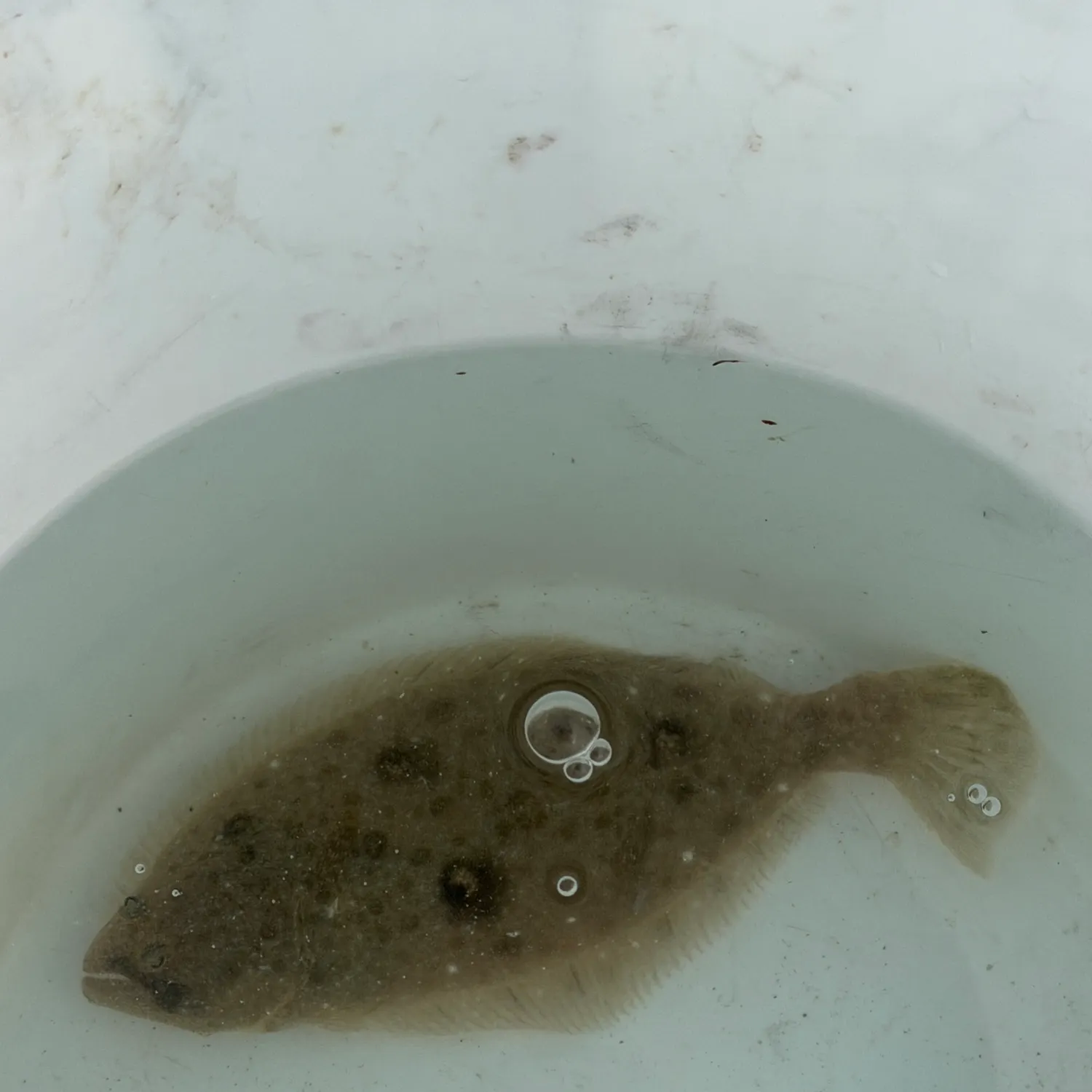 The most recent California halibut catches on Fishbrain