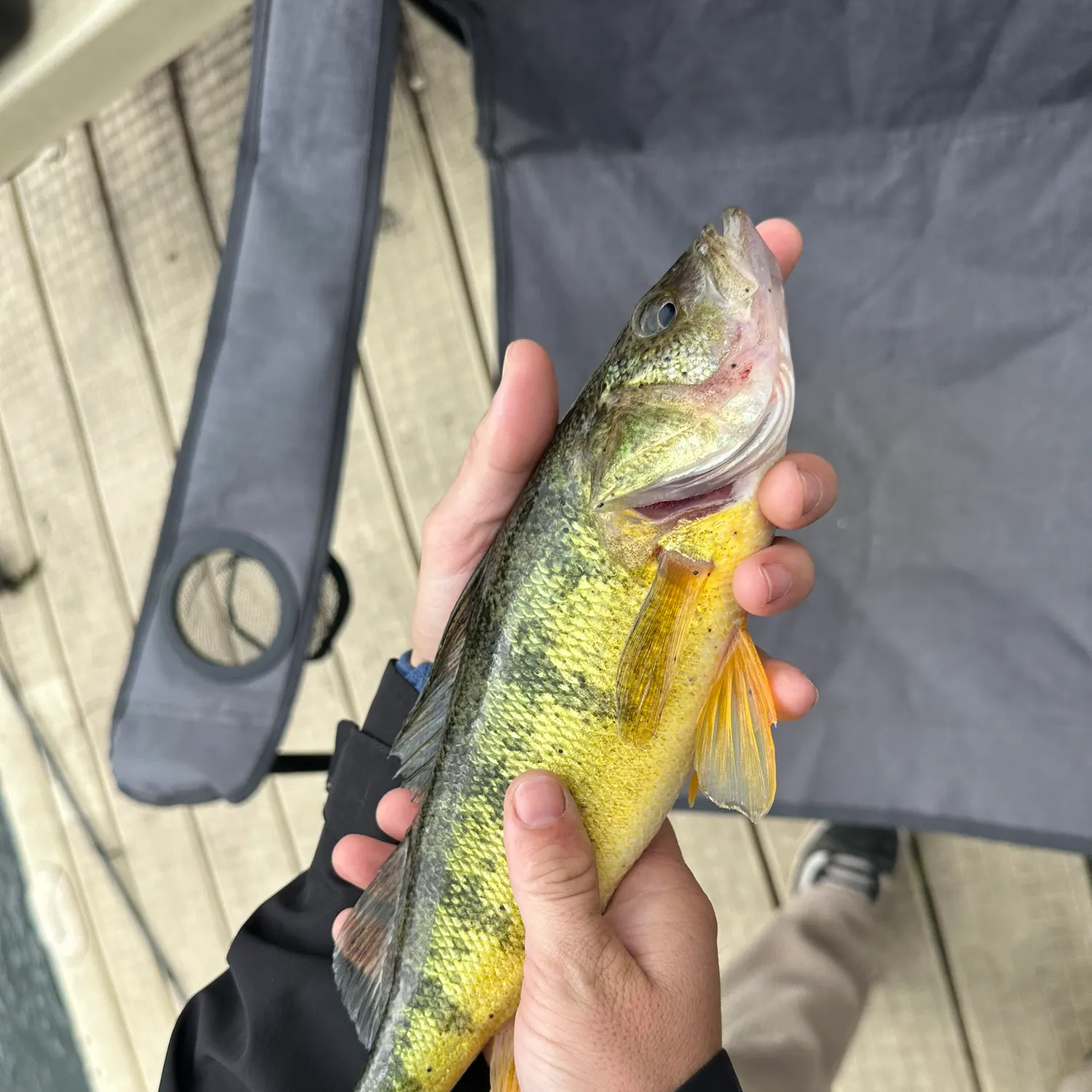 Yellow perch caught on Fishbrain