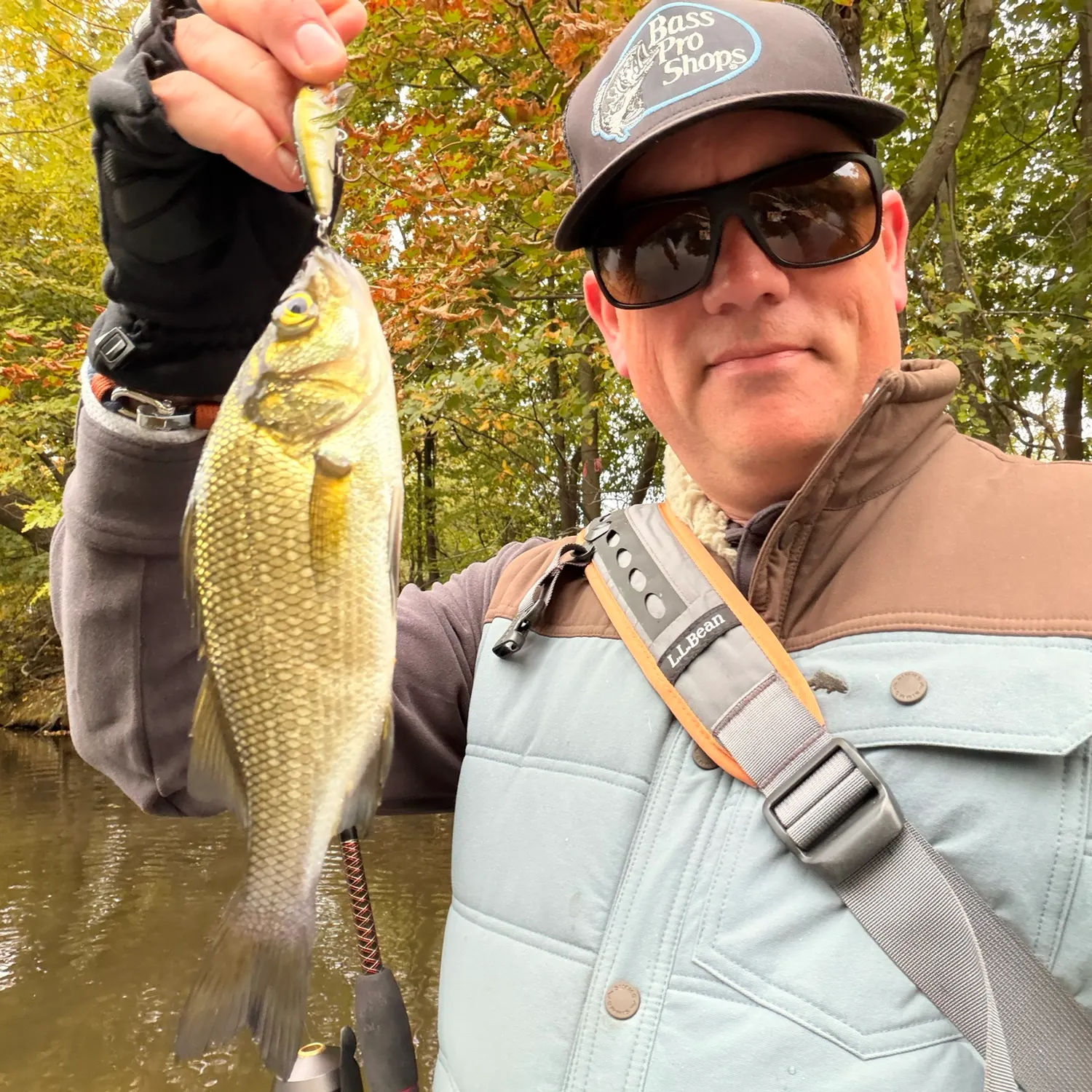 White perch caught on Fishbrain