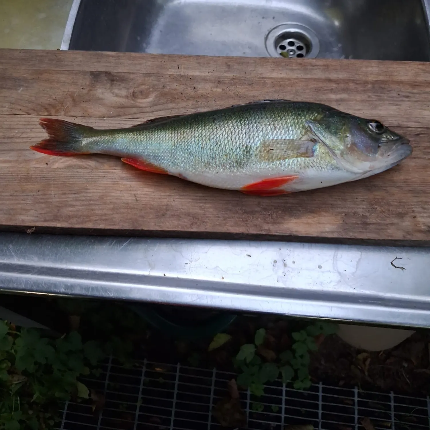 European perch caught on Fishbrain