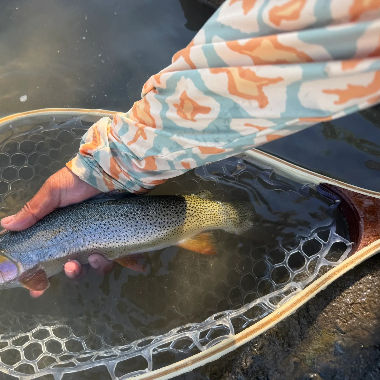 Cutthroat trout caught on Fishbrain