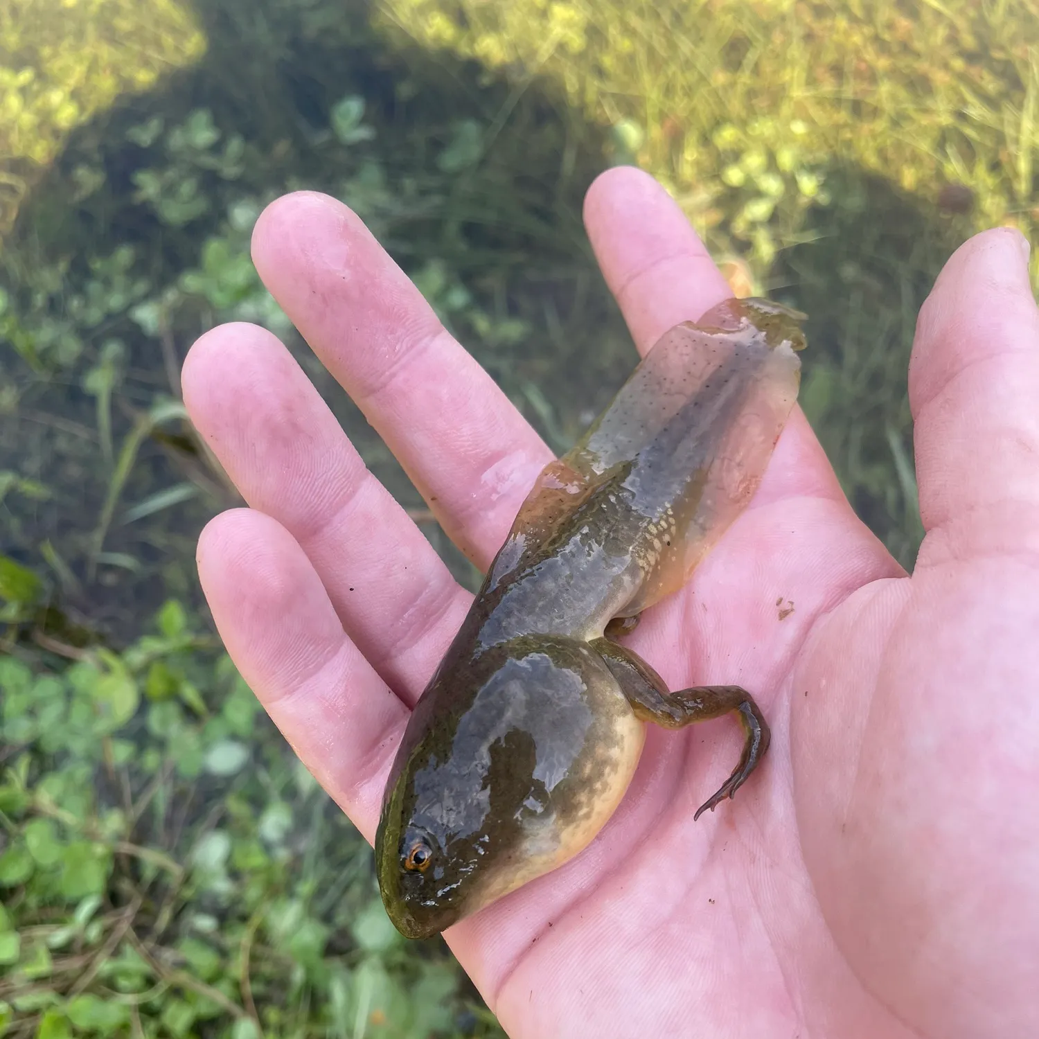 The most popular recent Tadpole whiptail catch on Fishbrain