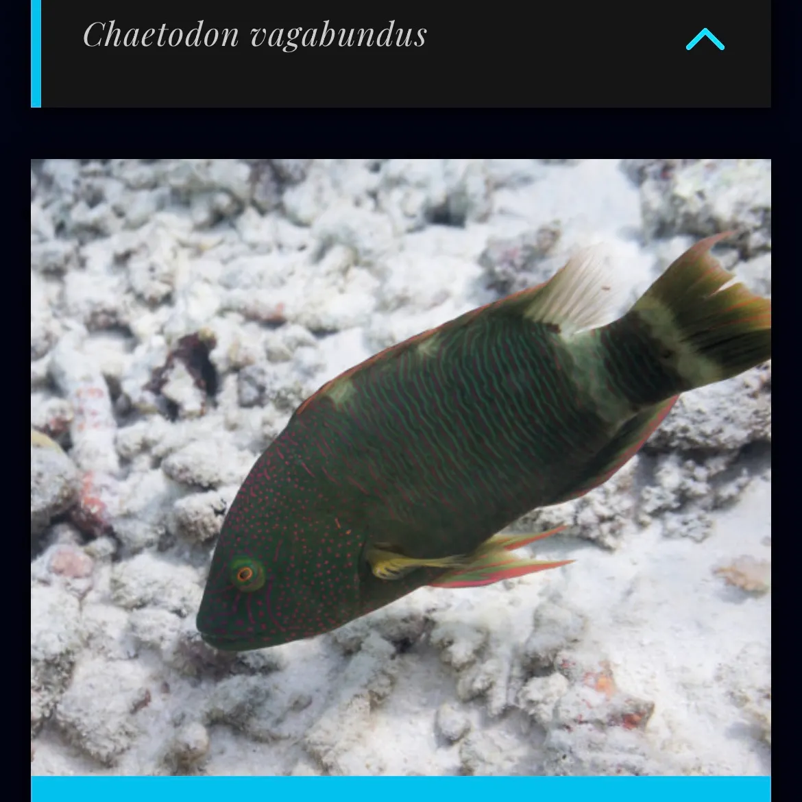 The most recent Tripletail wrasse catches on Fishbrain