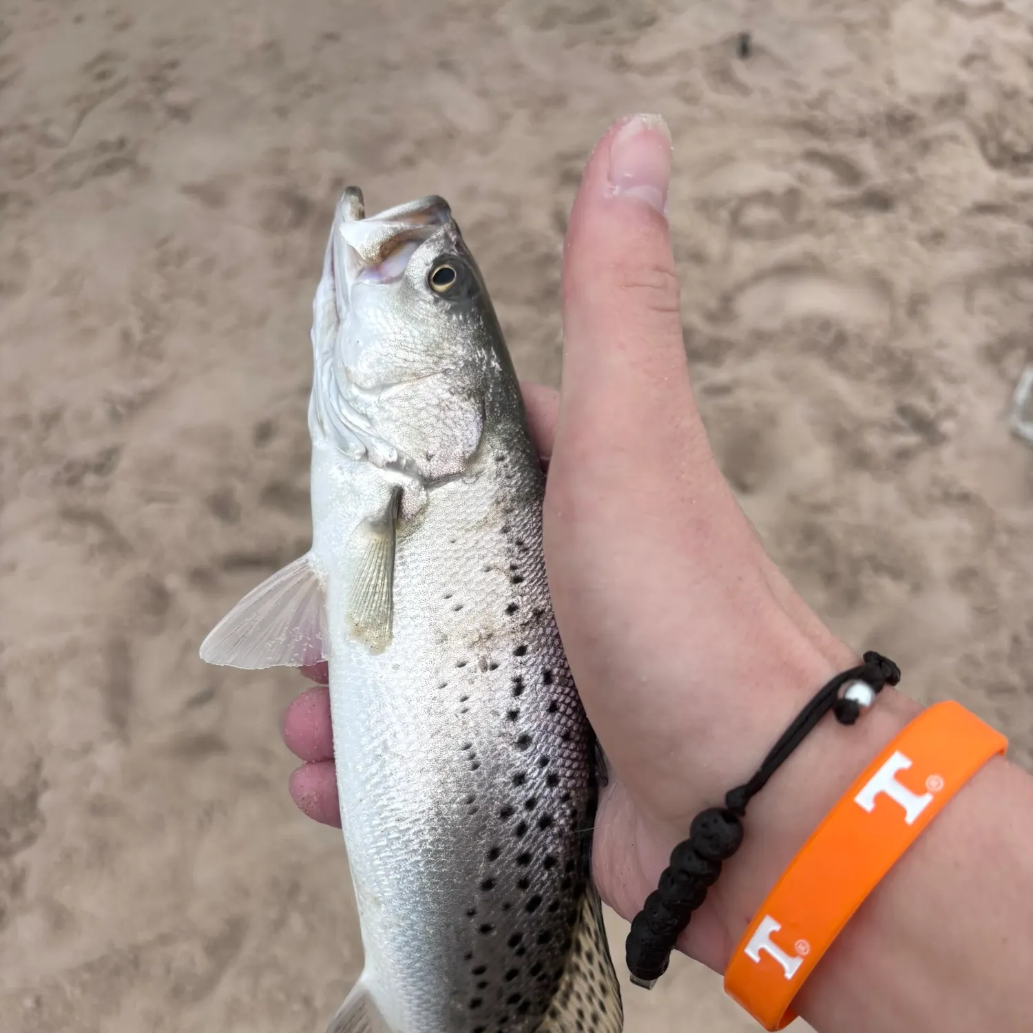 Spotted seatrout caught on Fishbrain
