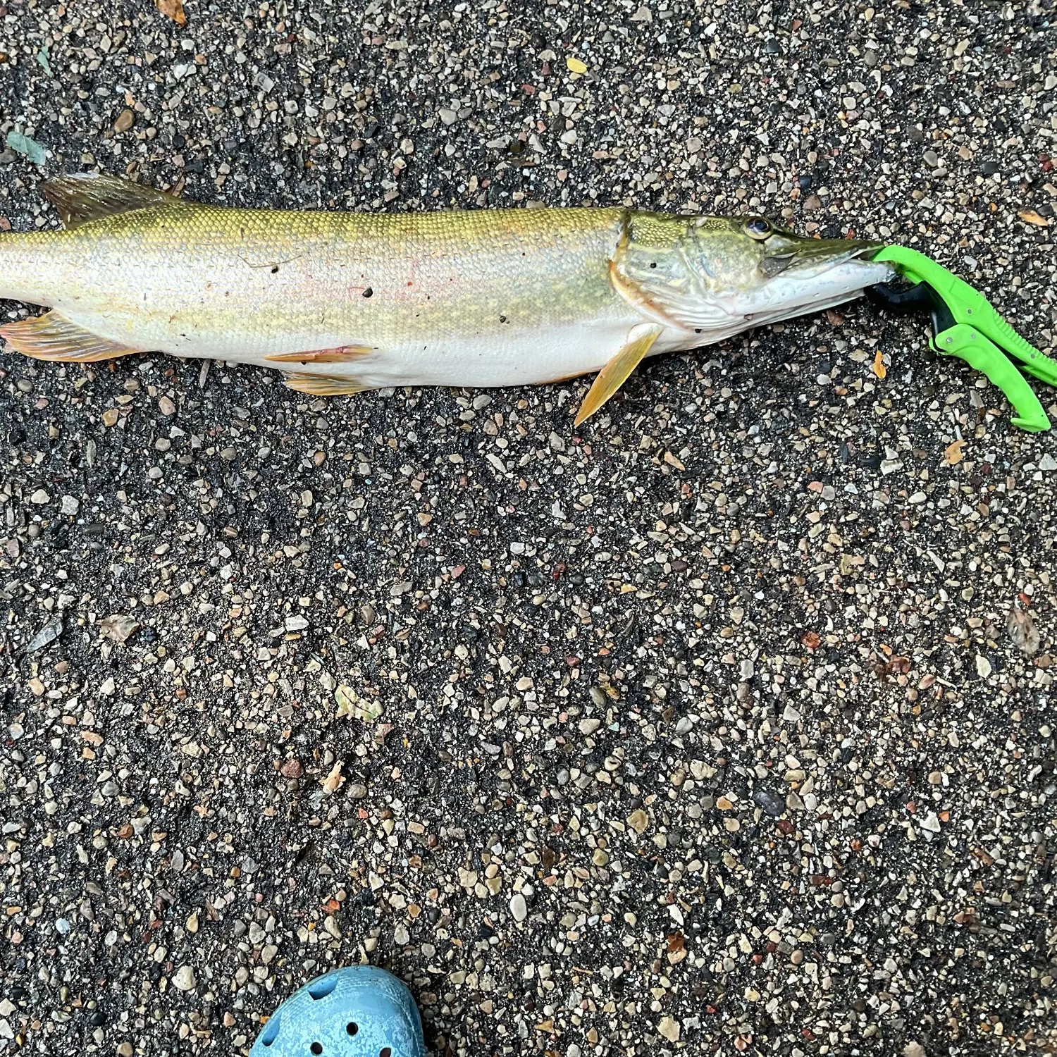 Northern pike caught on Fishbrain