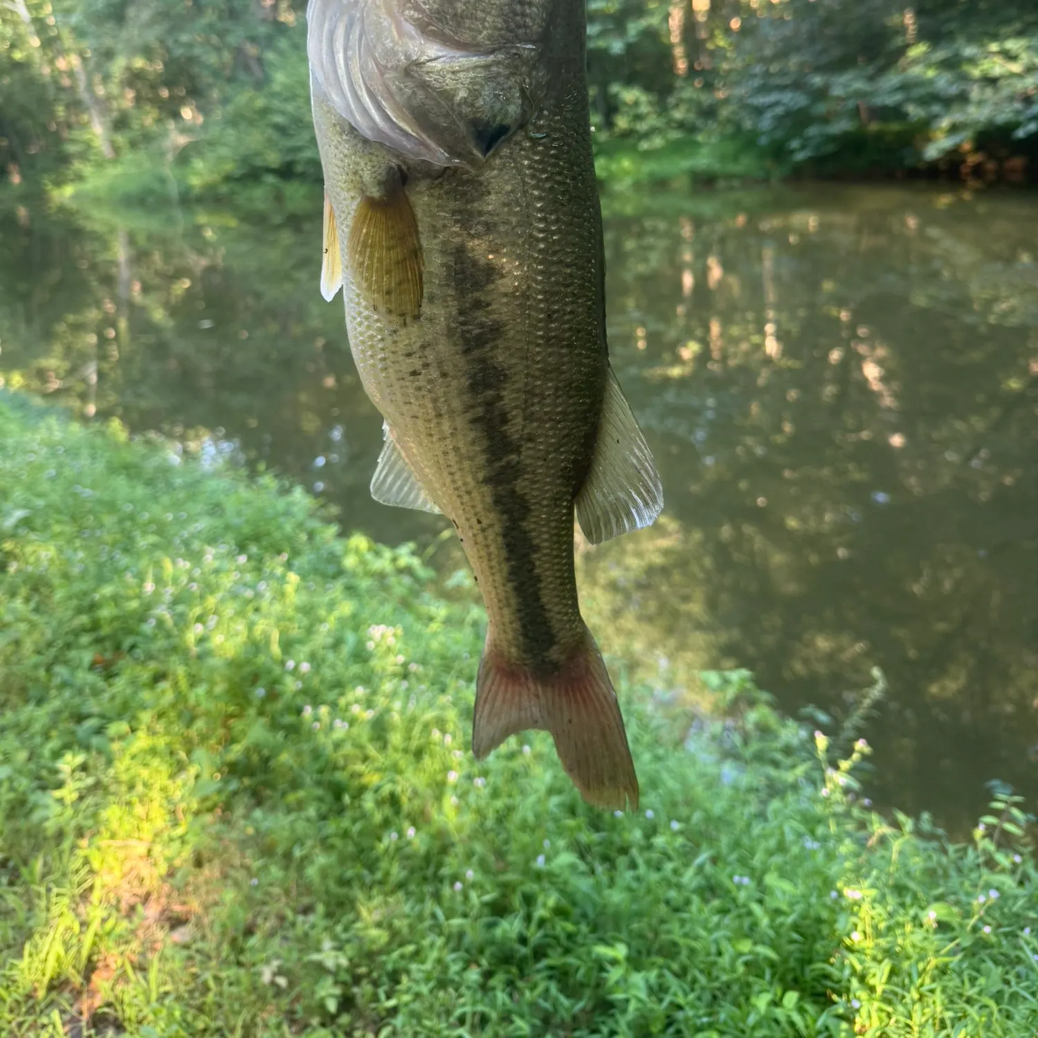 Largemouth bass caught on Fishbrain