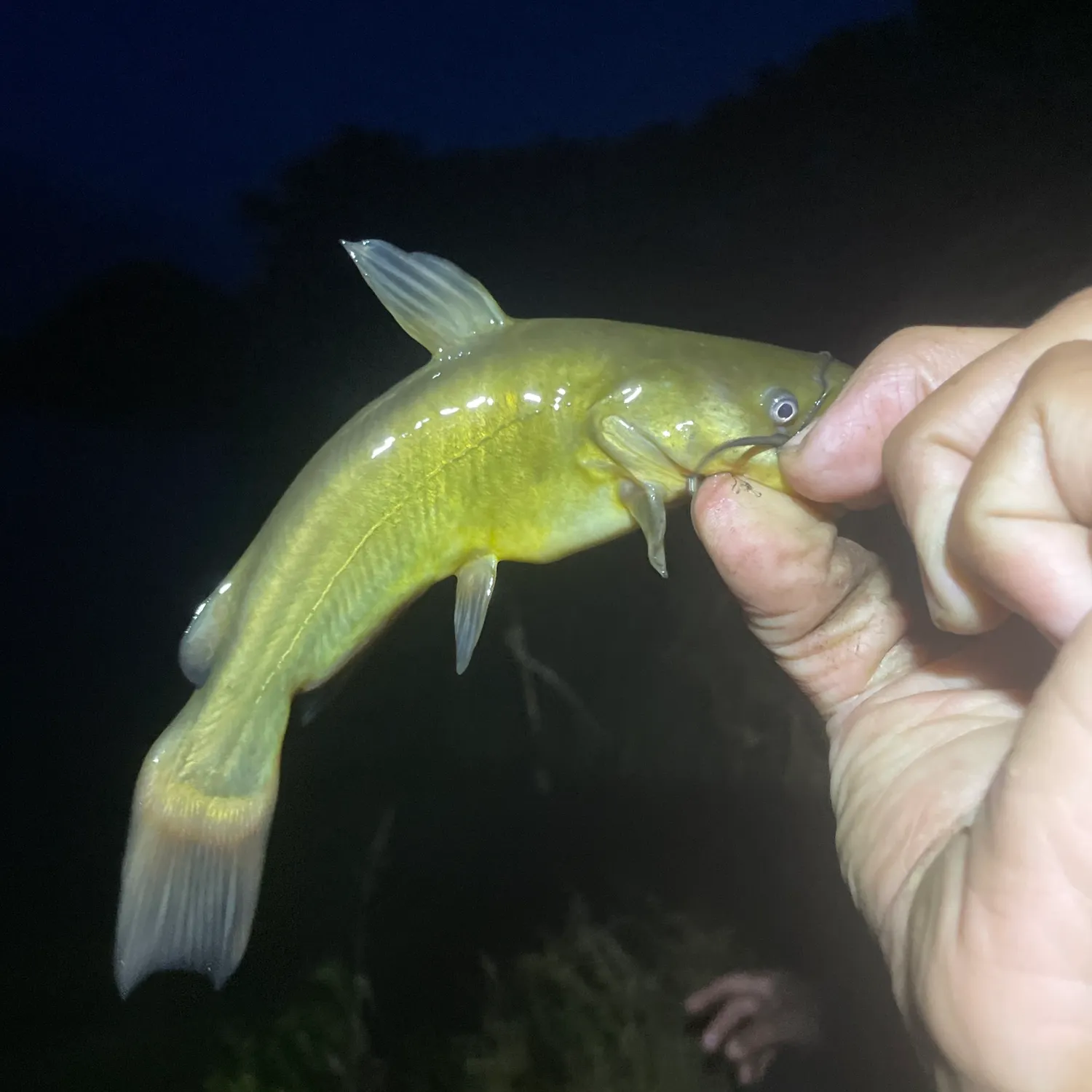Yellow bullhead caught on Fishbrain