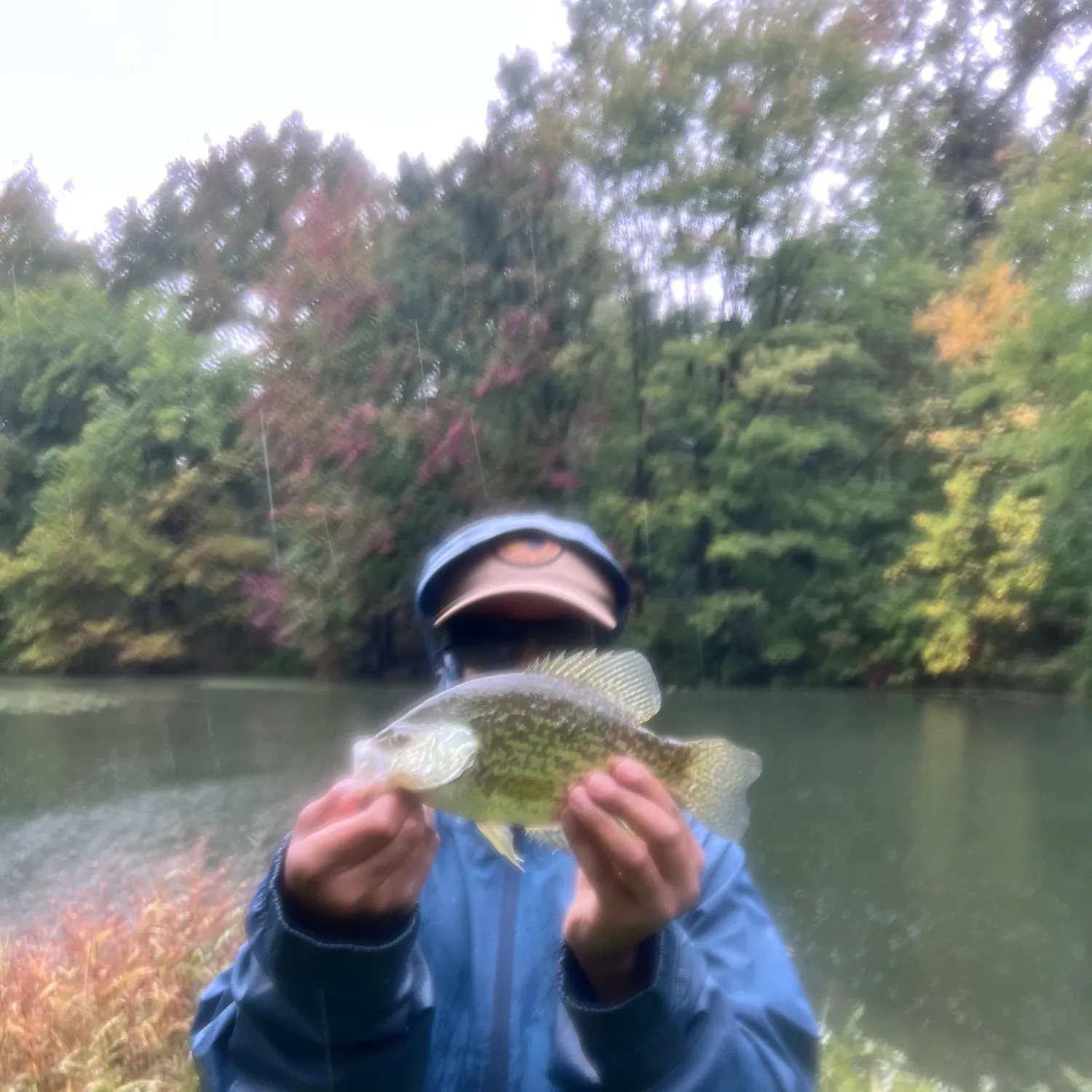 Black crappie caught on Fishbrain