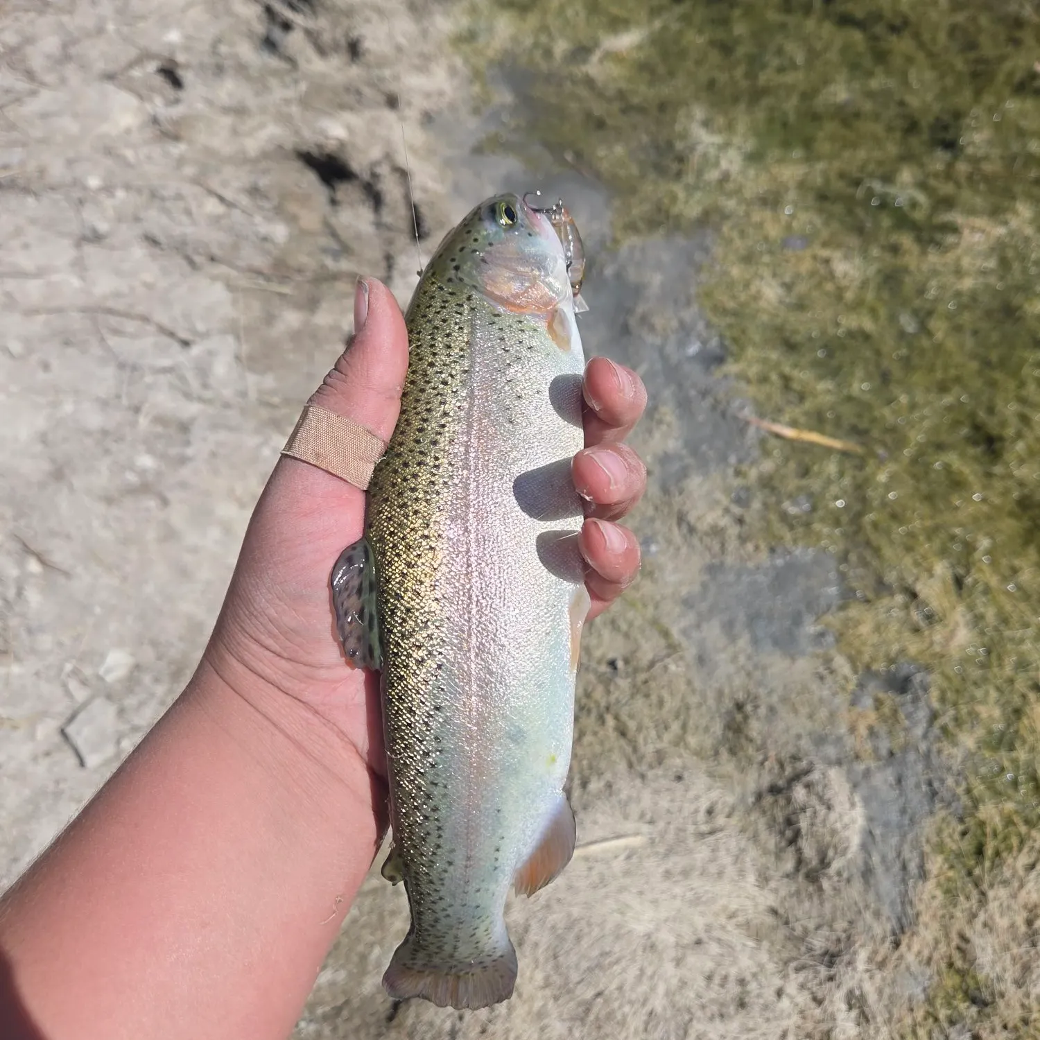 Rainbow trout caught on Fishbrain