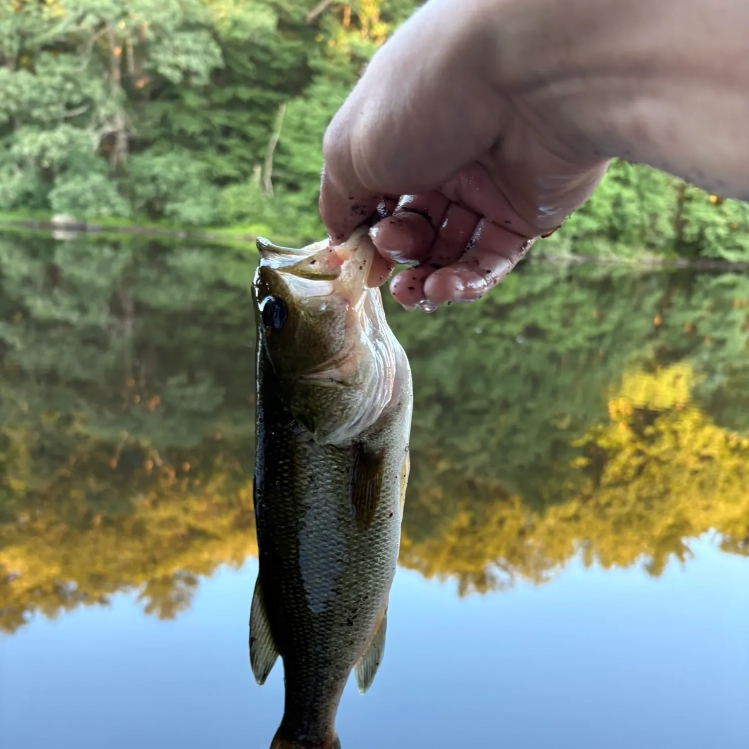 Largemouth bass caught on Fishbrain