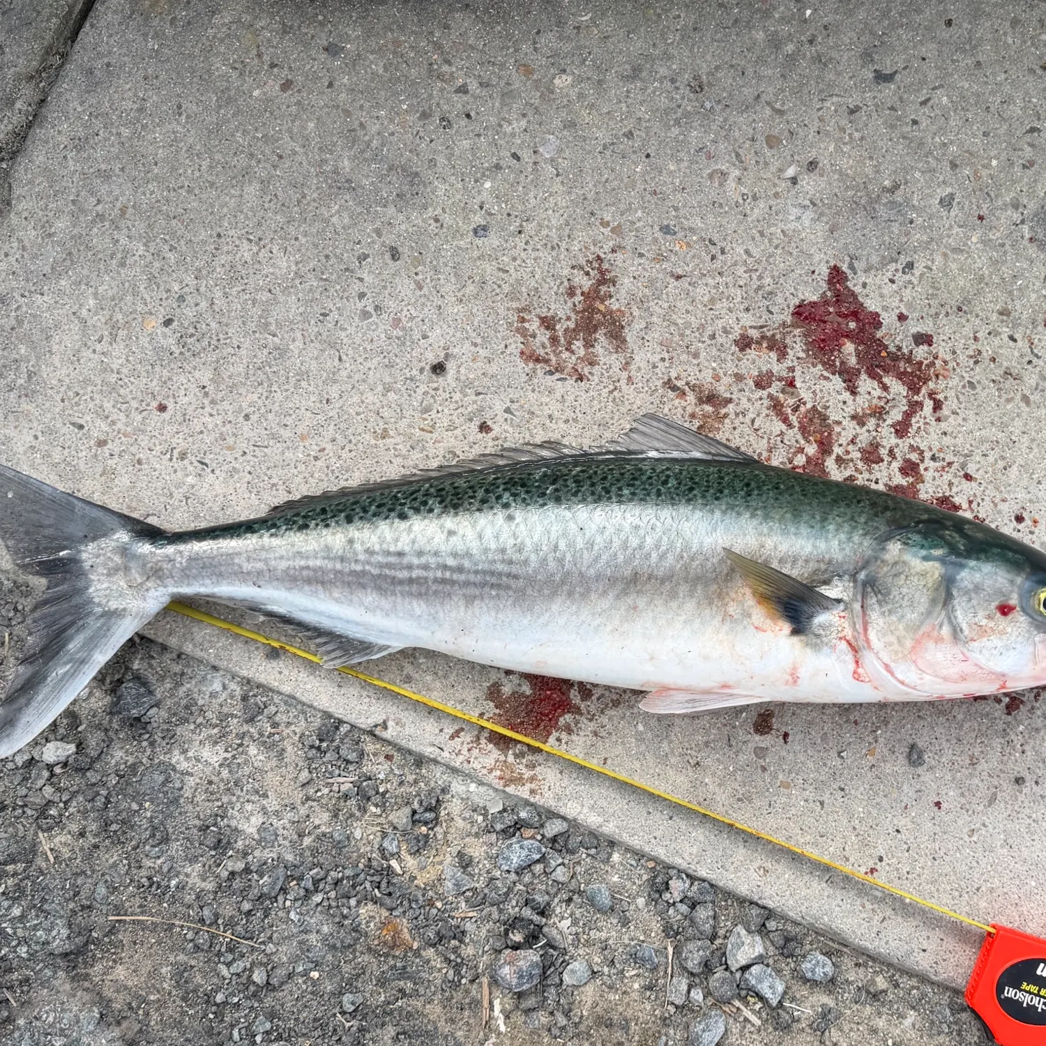Eastern Australian salmon caught on Fishbrain