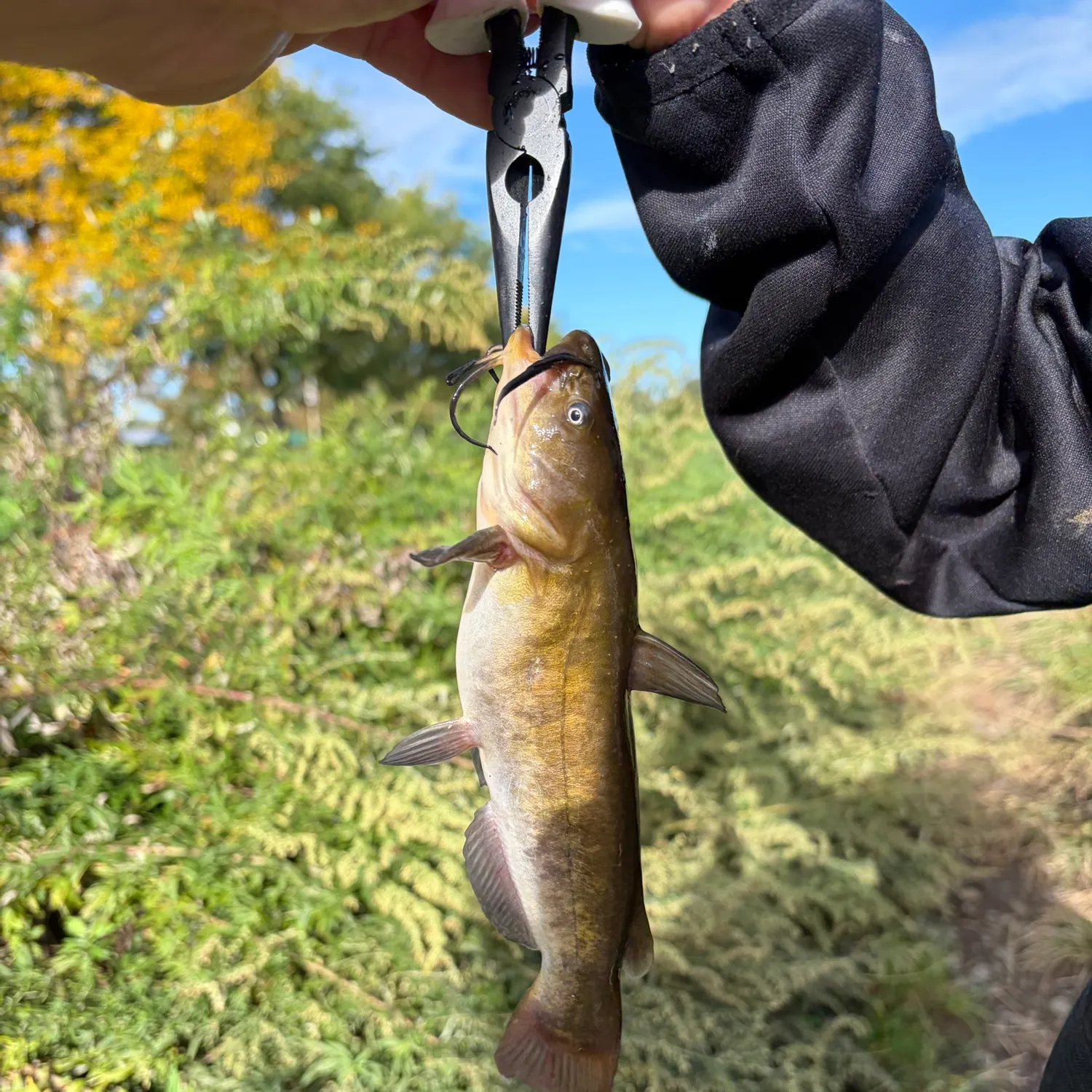 Brown bullhead caught on Fishbrain