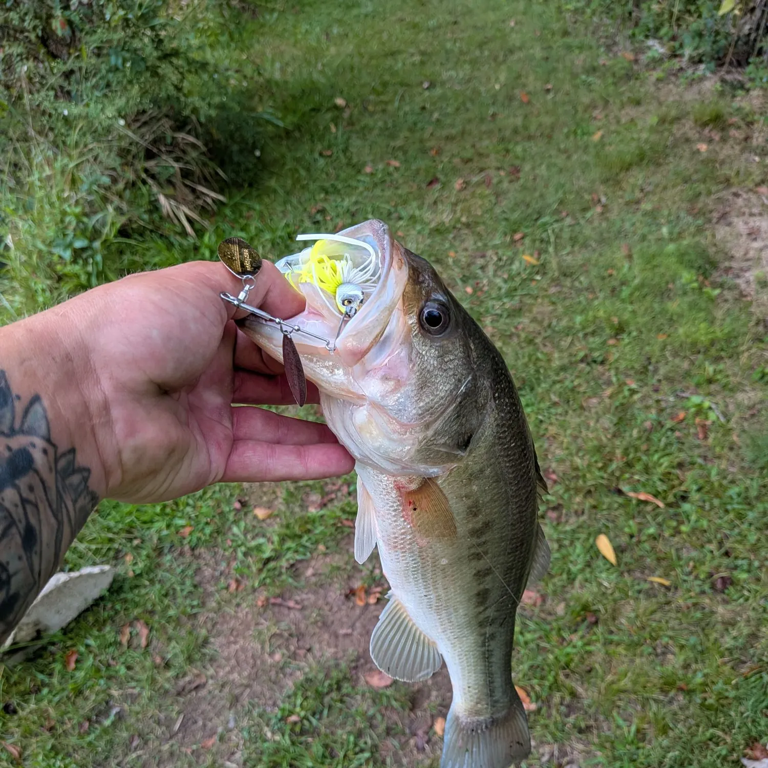 Largemouth bass caught on Fishbrain