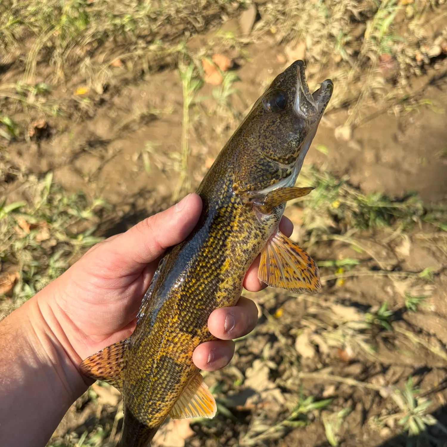 Sauger caught on Fishbrain