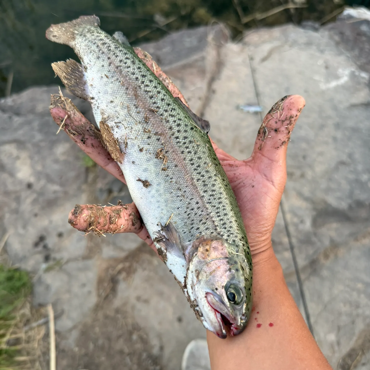 Rainbow trout caught on Fishbrain