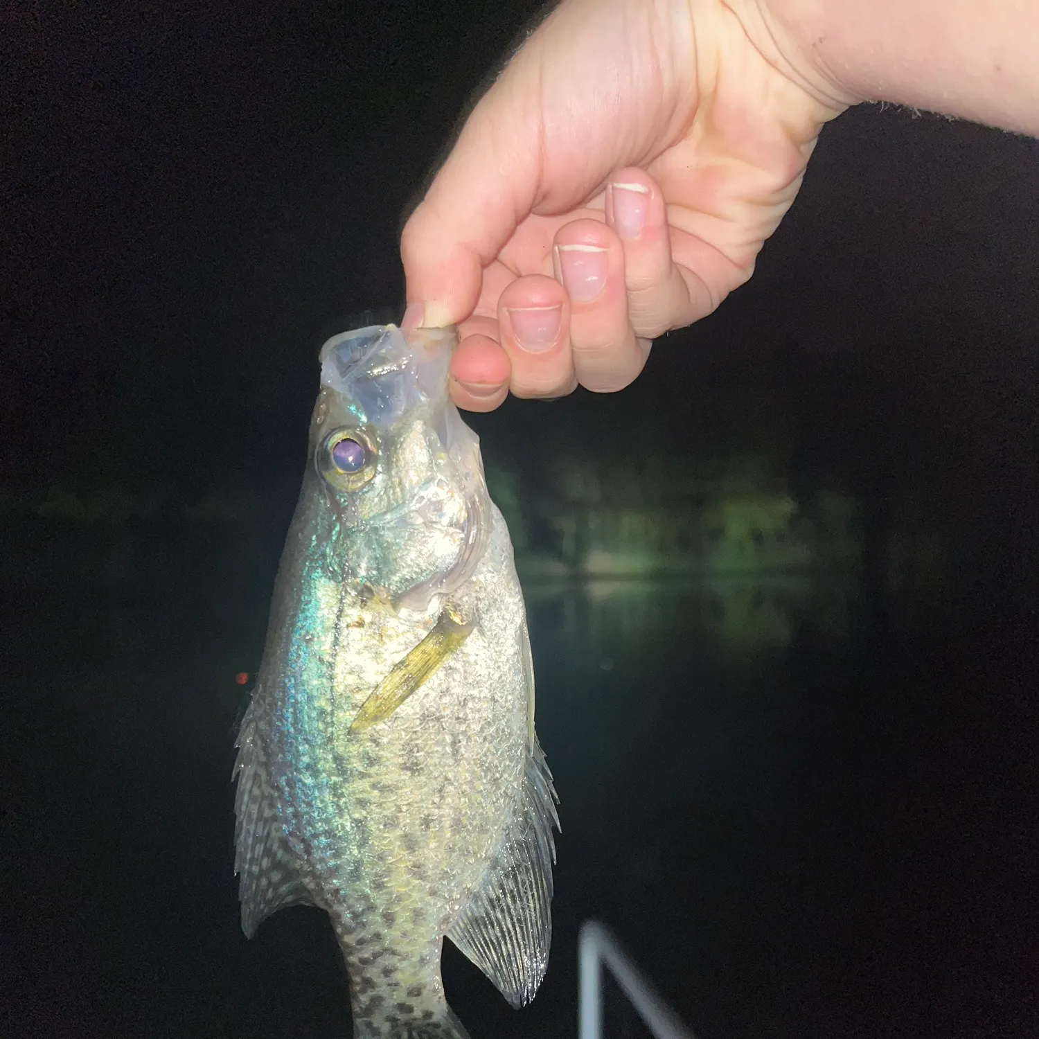 Black crappie caught on Fishbrain