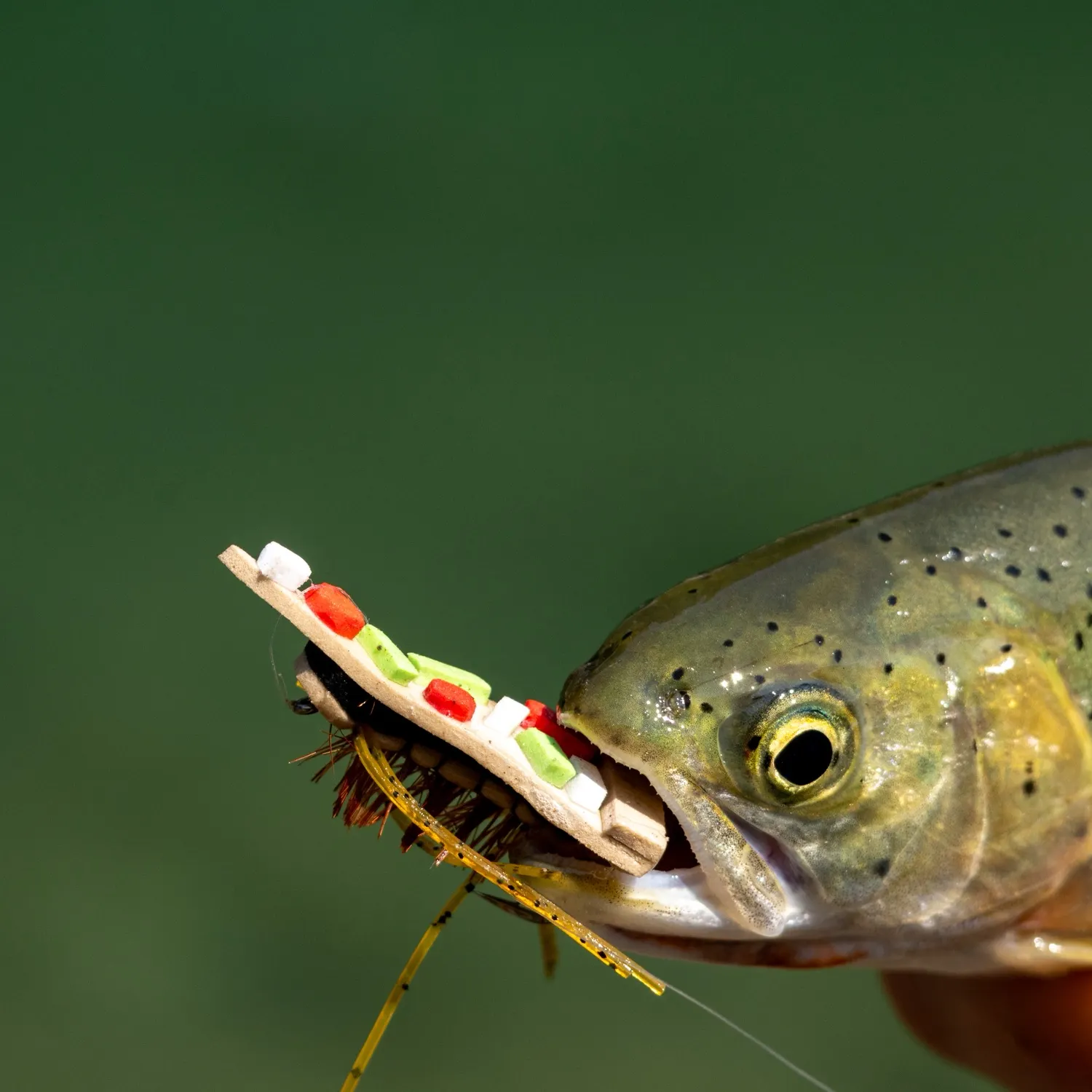 The most recent Westslope cutthroat trout catches on Fishbrain