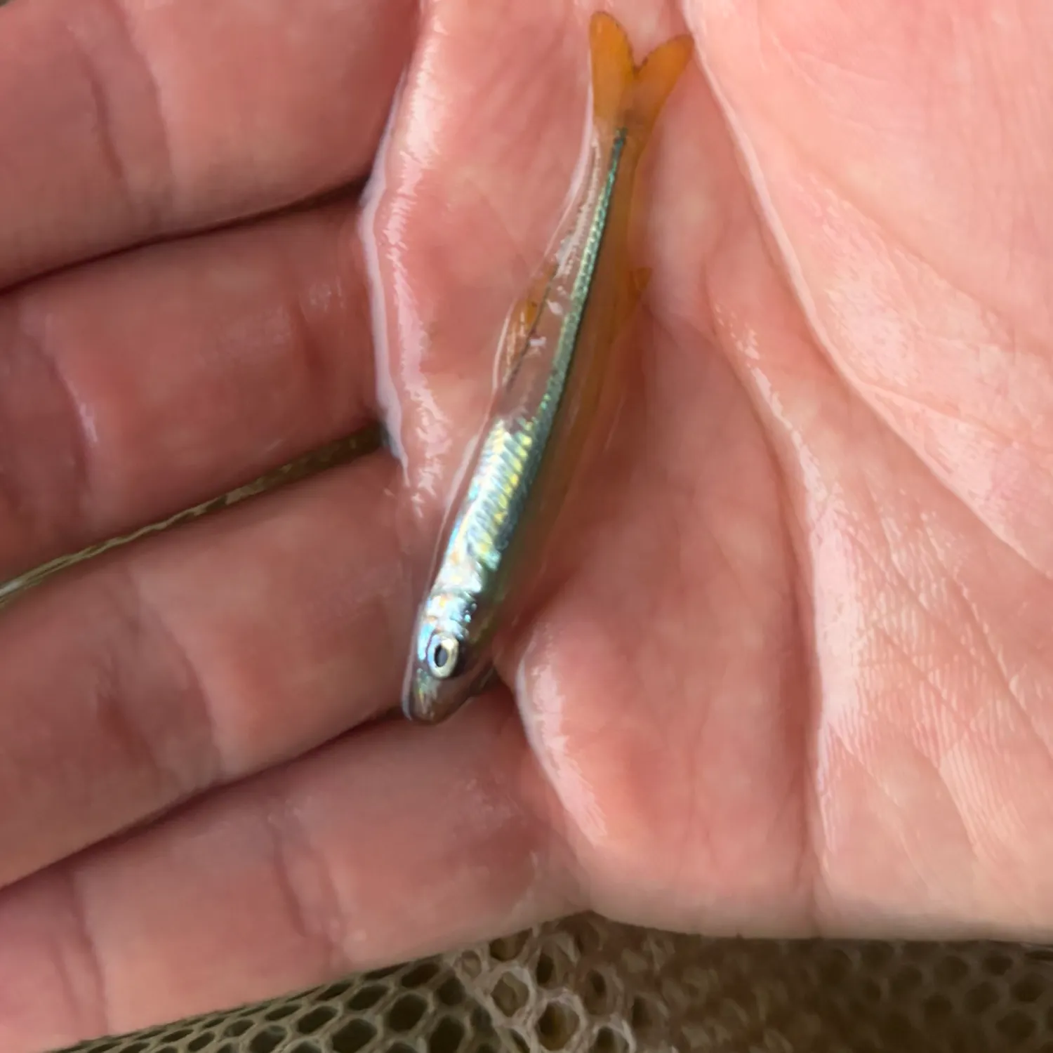 The most recent Golden silverside catches on Fishbrain