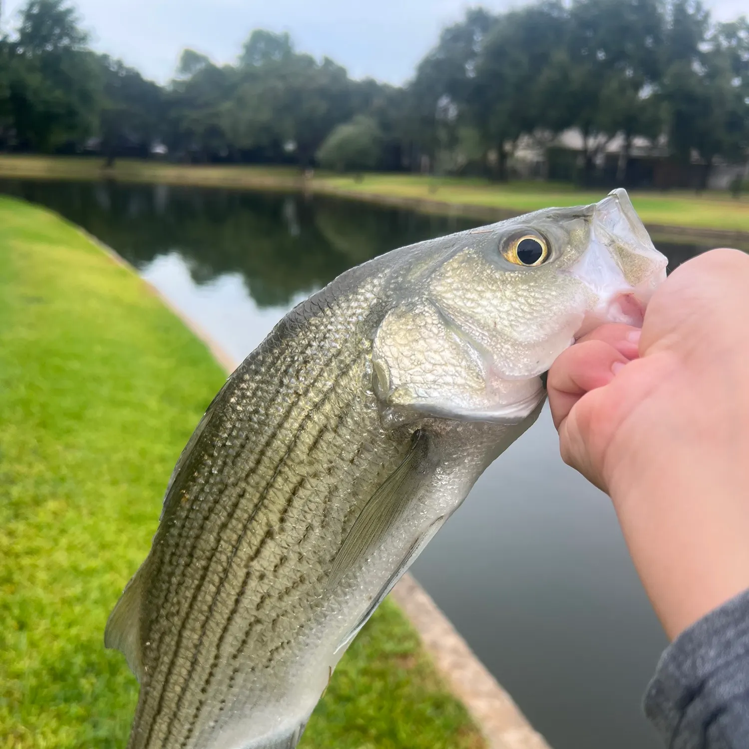 White bass caught on Fishbrain