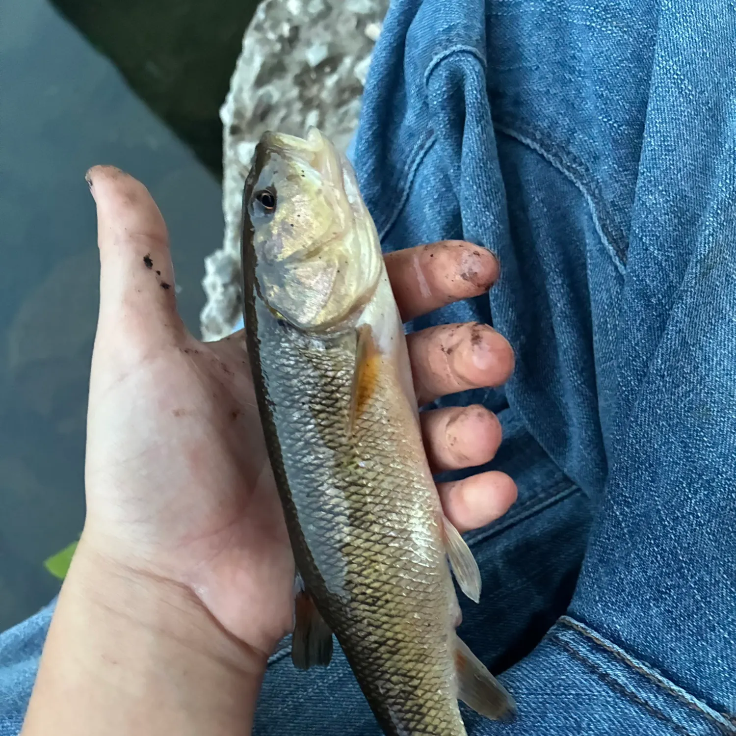 Creek chub caught on Fishbrain