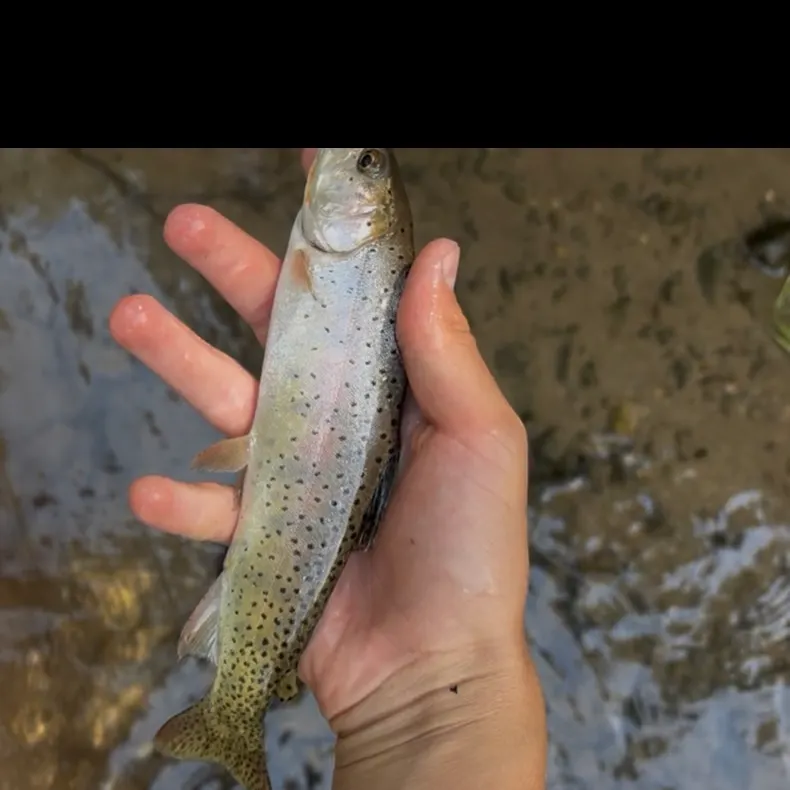 The most recent Cutthroat trout catches on Fishbrain