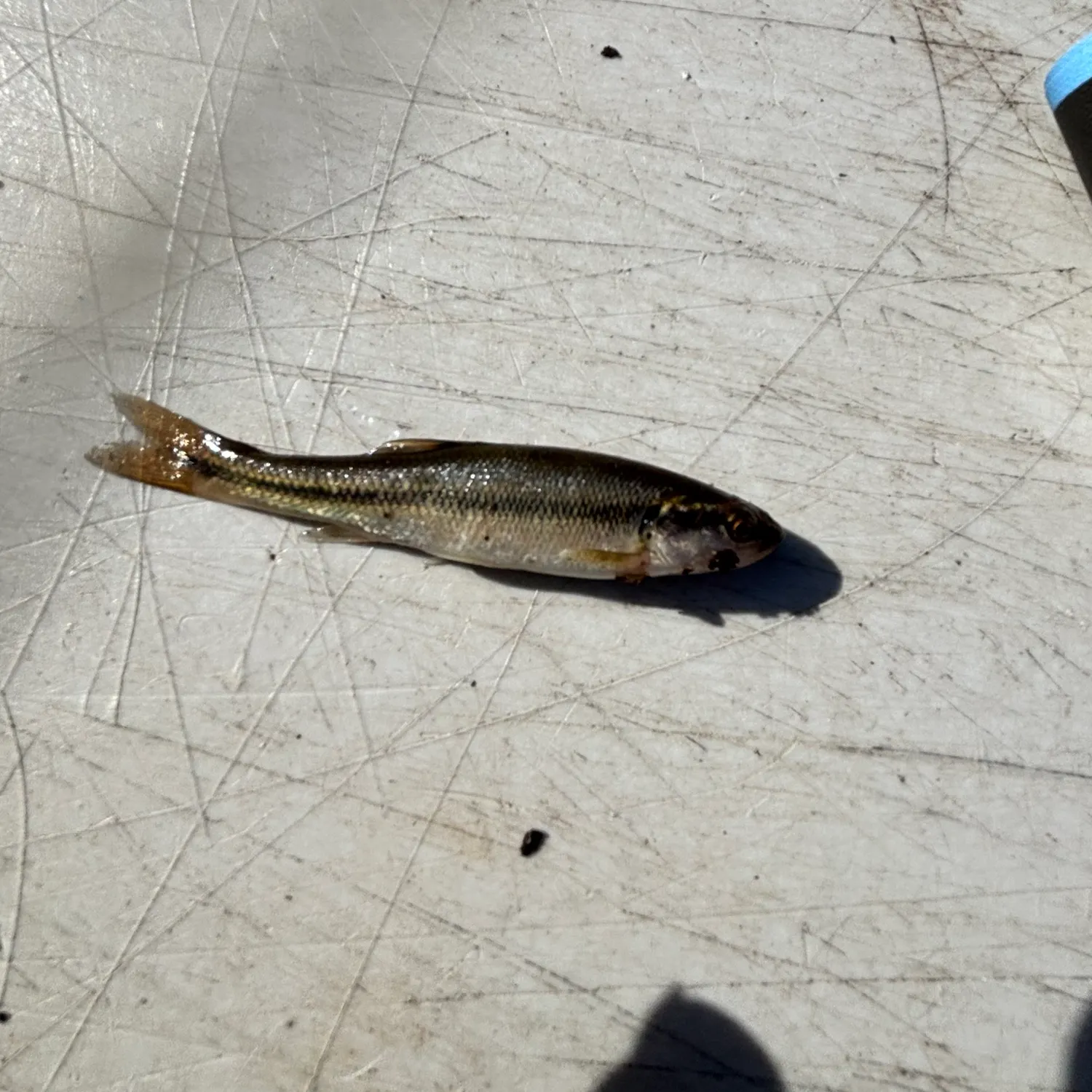 The most recent Creek chub catches on Fishbrain