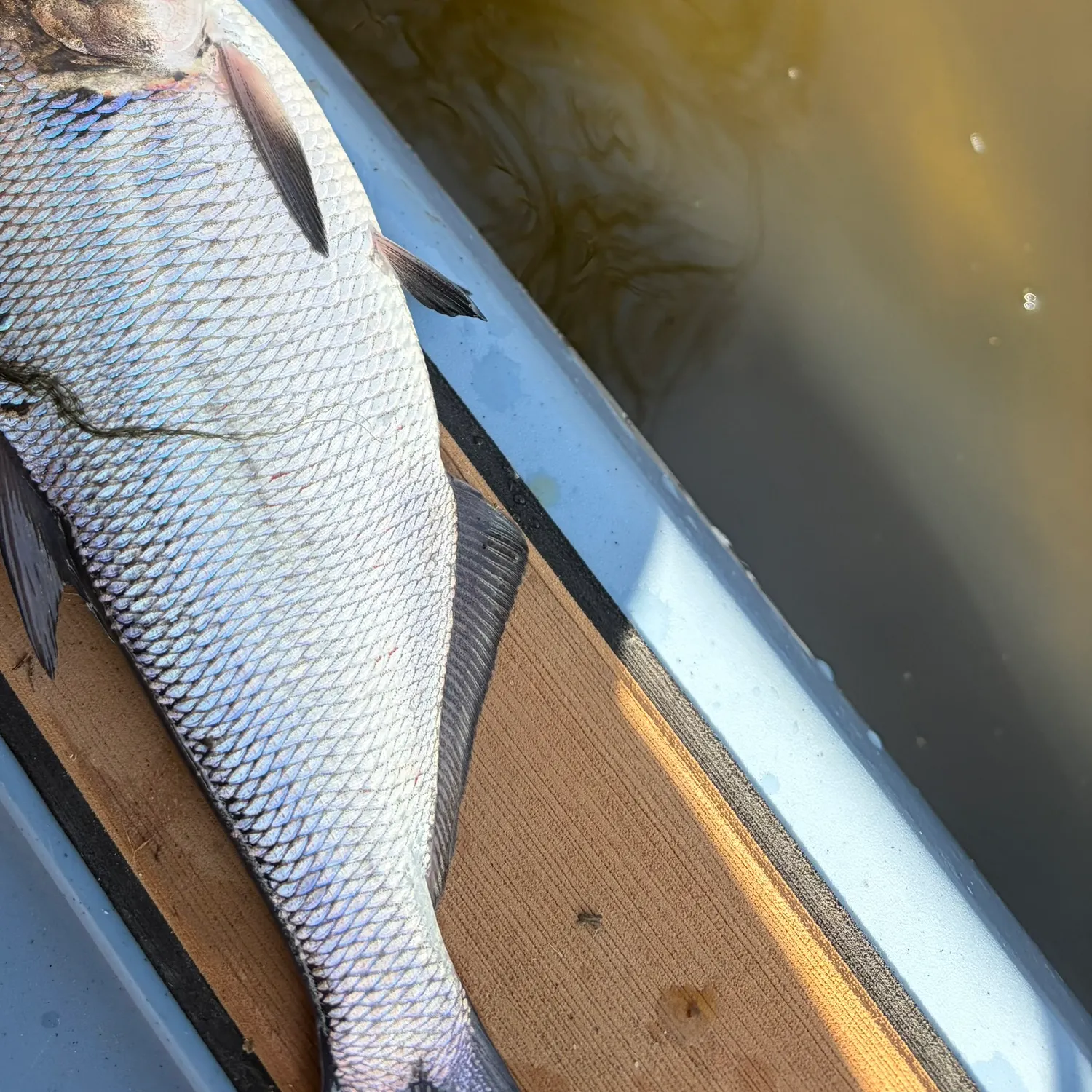 The most recent American gizzard shad catches on Fishbrain