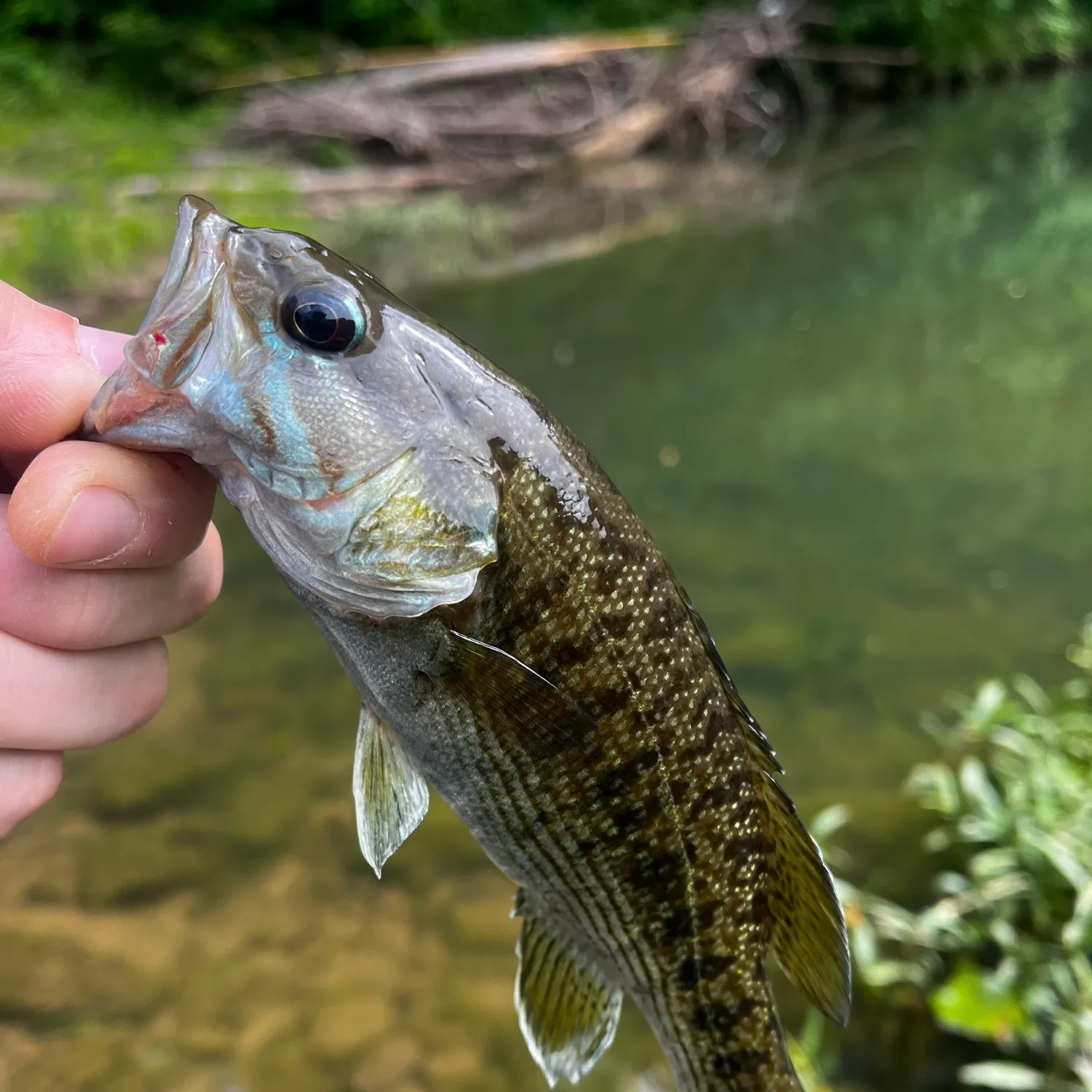 The most recent Cahaba bass catches on Fishbrain