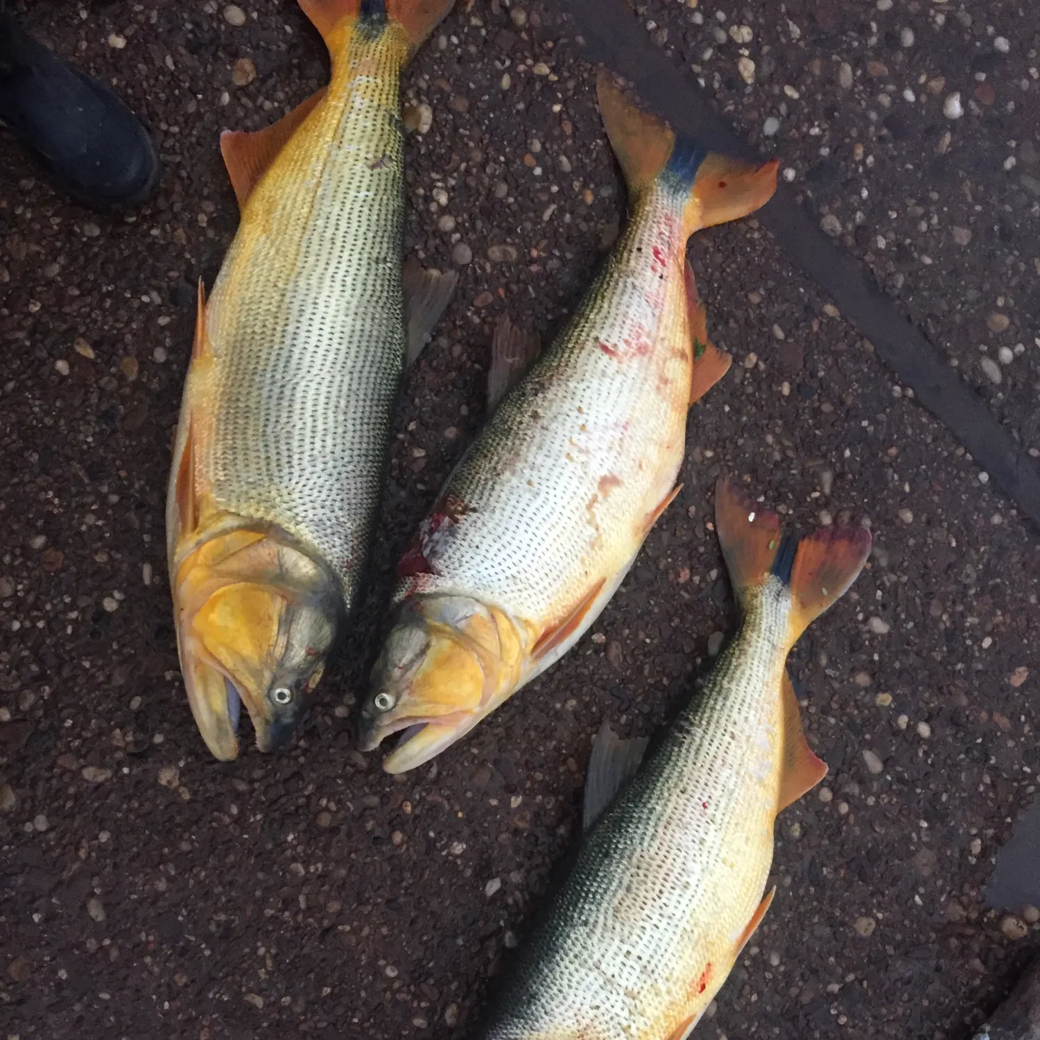recently logged catches